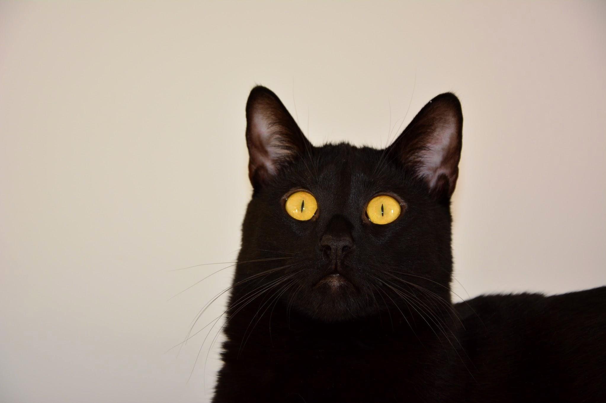 My Cutest Little Devil