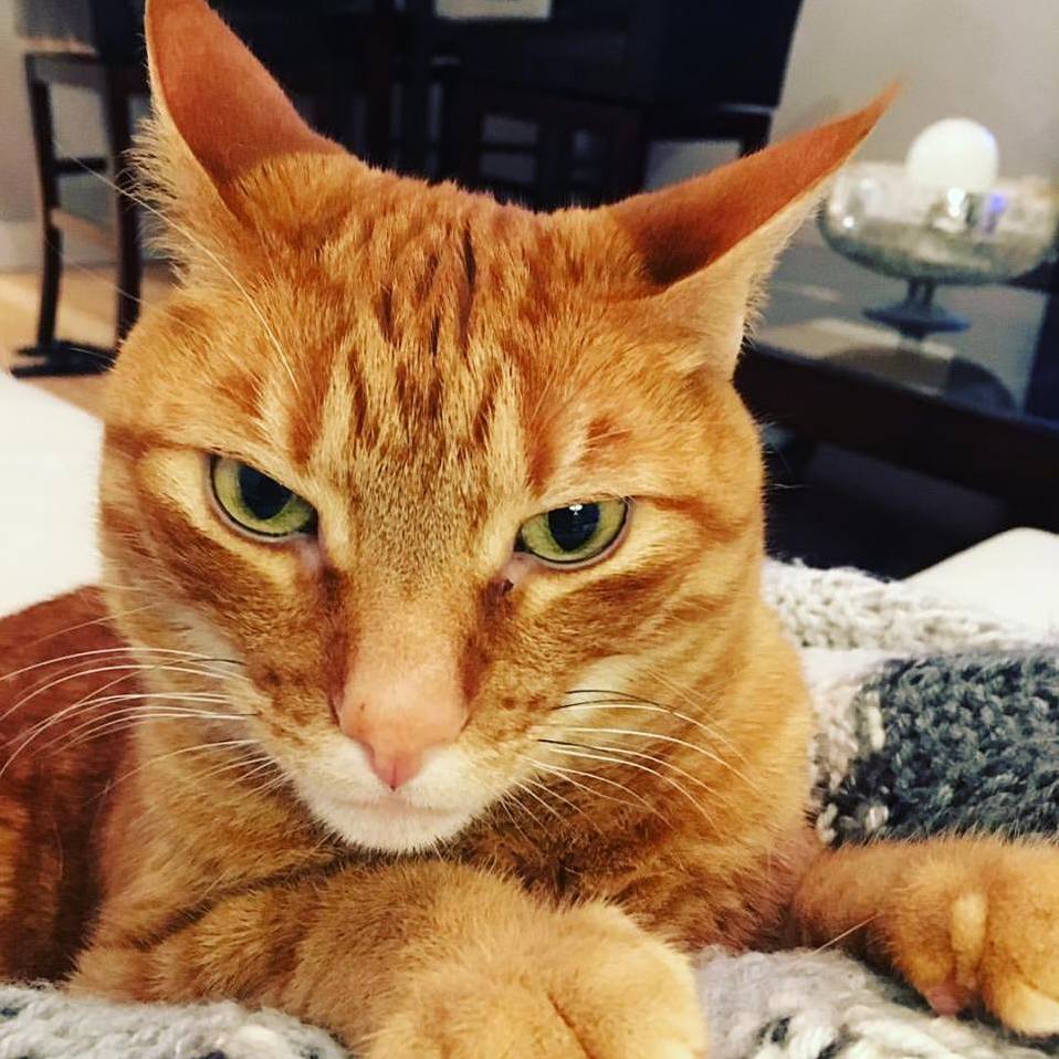 My Evil Cat