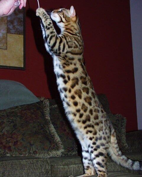 My F1 Bengal Milo Showing Off His Pretty Rosettes White Tummy. Miss My Boy So Much.
