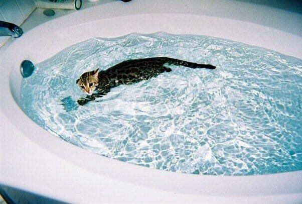 My F1 Bengal Milo Used to Get in the Tub on His Own Swim Laps at About 3-4 Months Old.