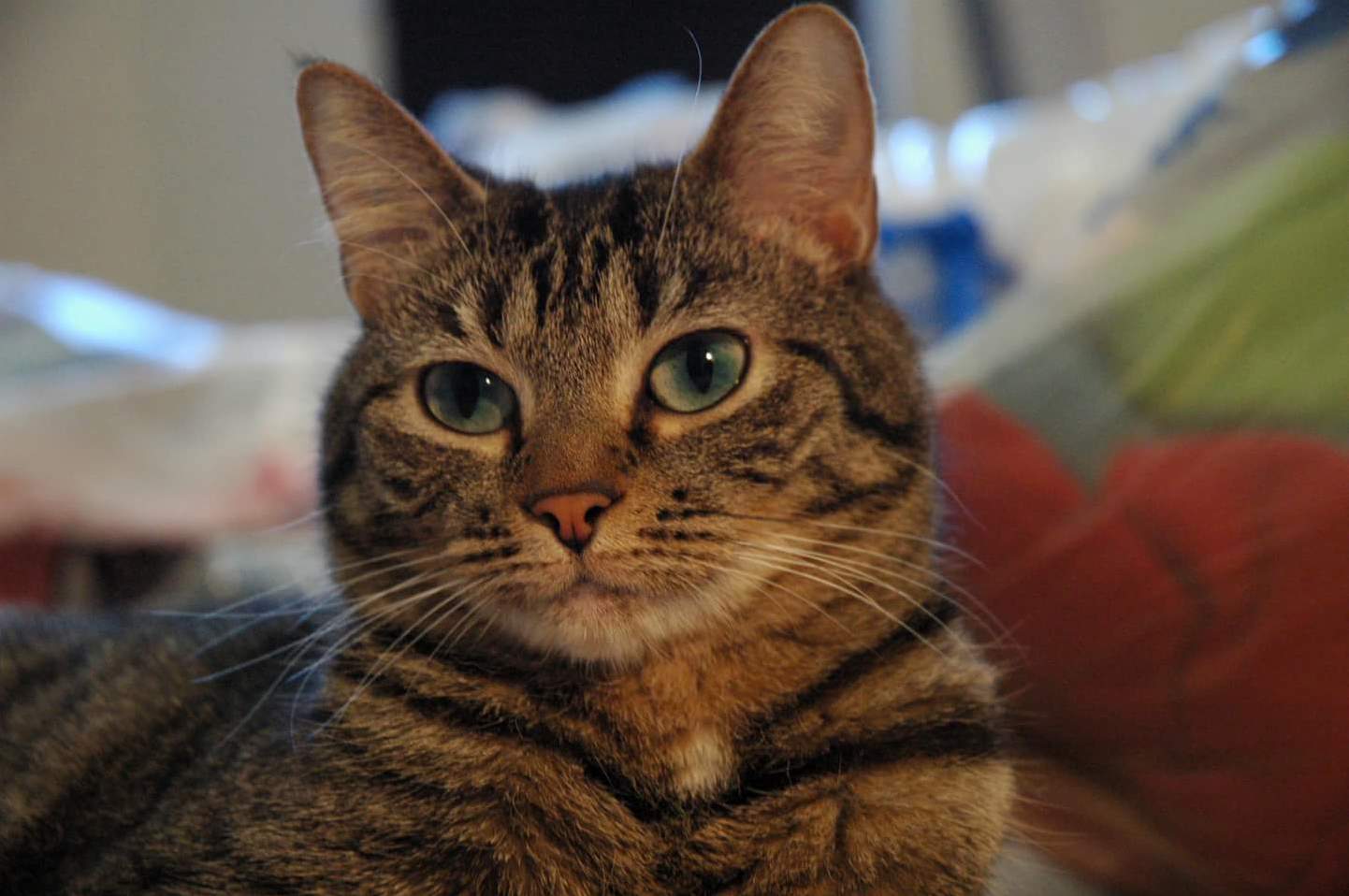My Favorite Ball of Fur. Man I Miss Her