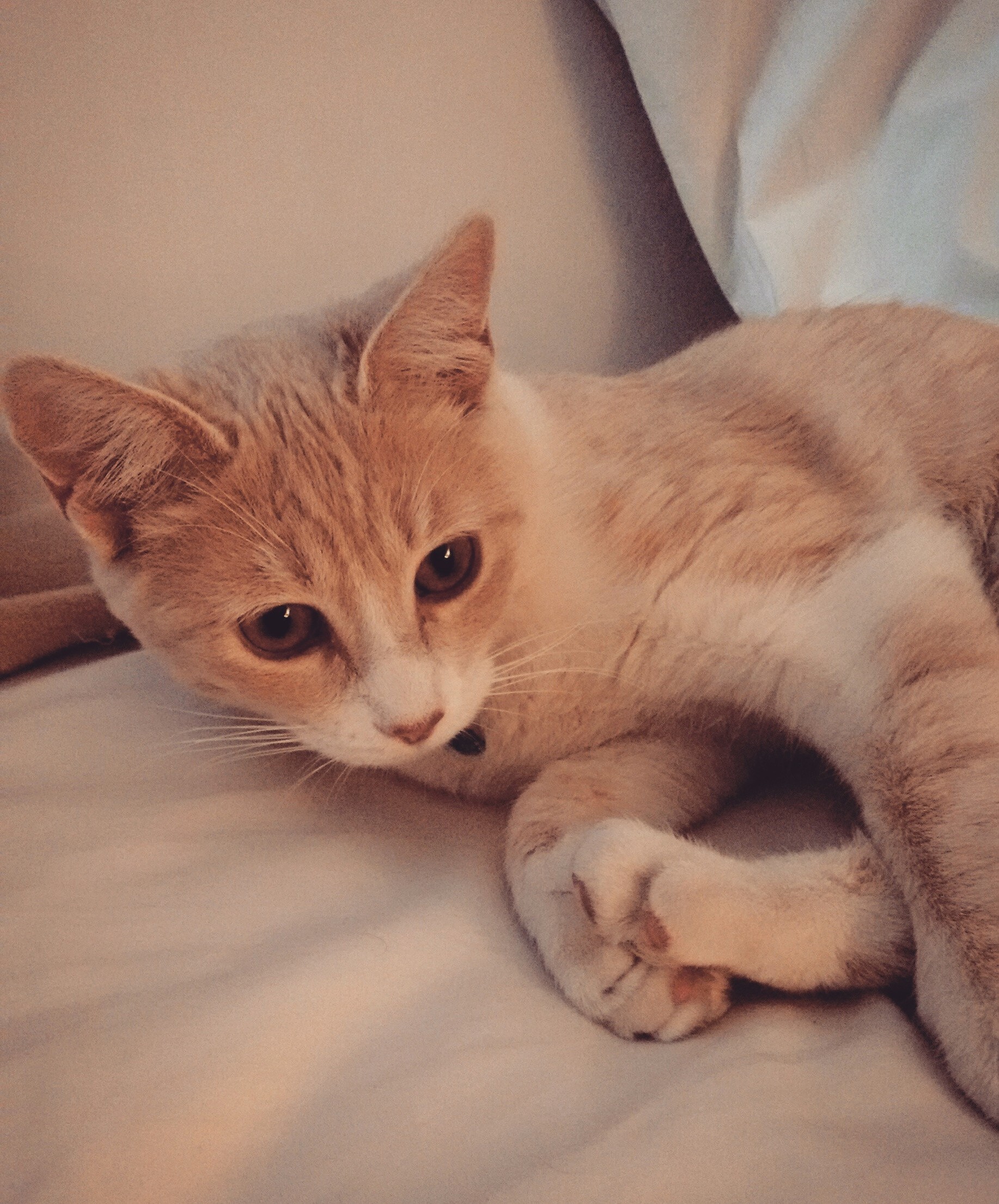 My Favorite Pic I Ve Ever Taken of My Cat
