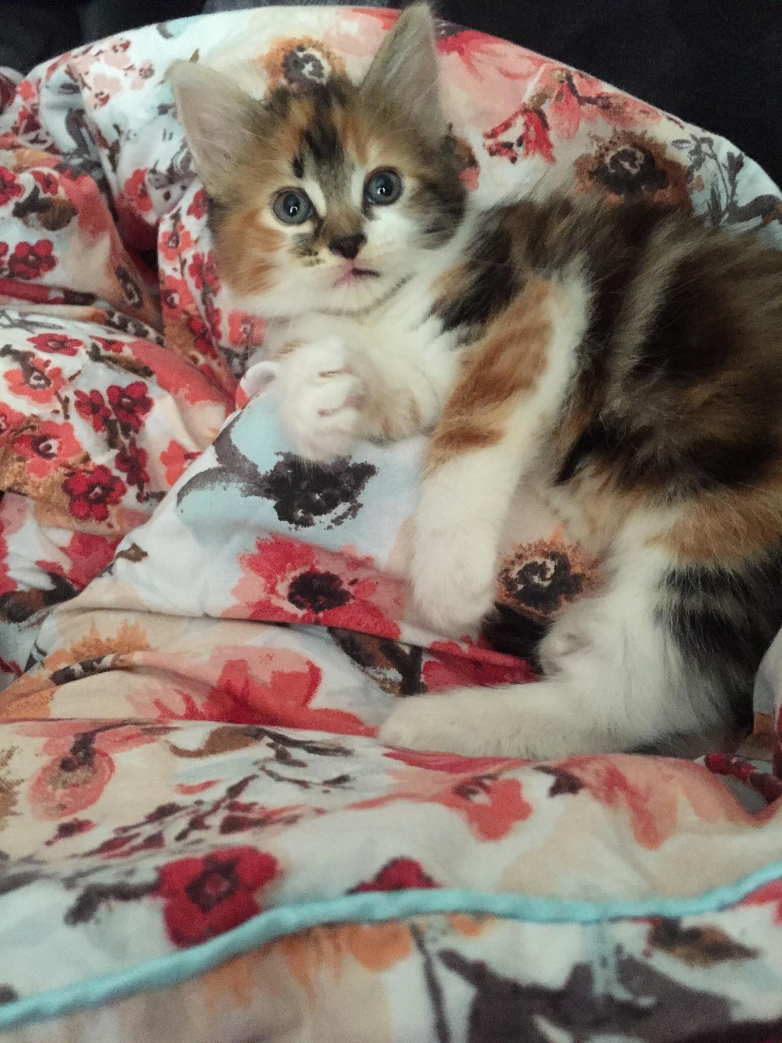 My Fierce Little Ball of Fluff No Longer This Small