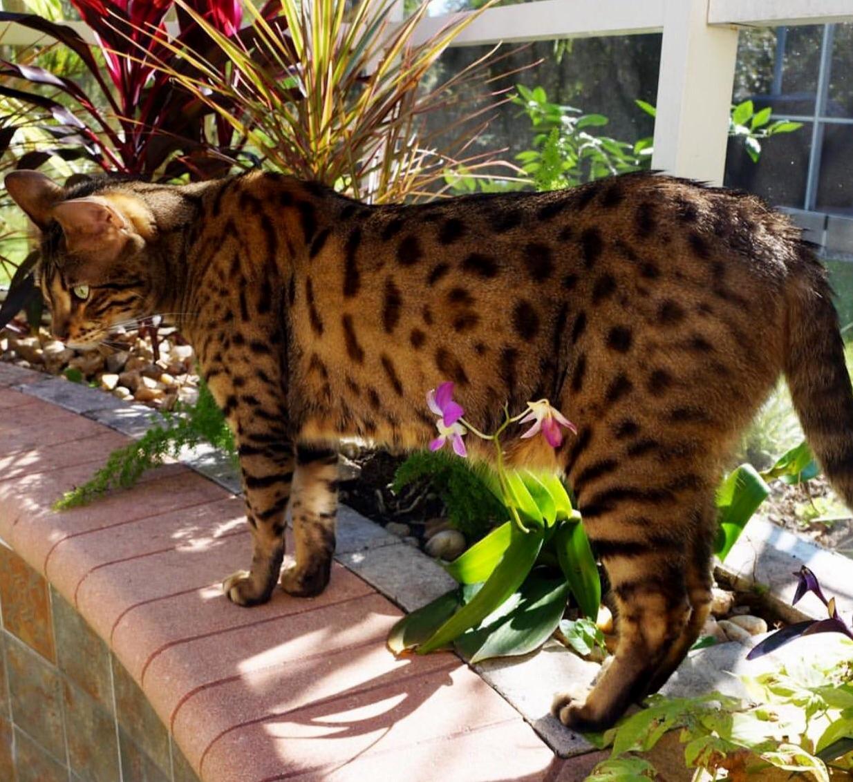 My Flower Cat