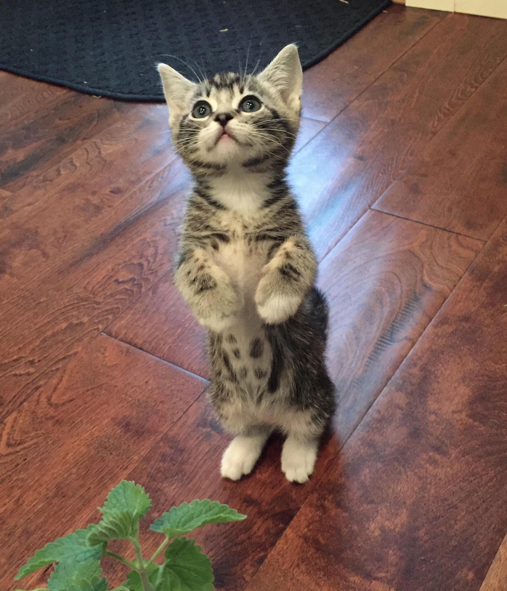 My Foster Kitty Scottie Who Likes to Stand Up