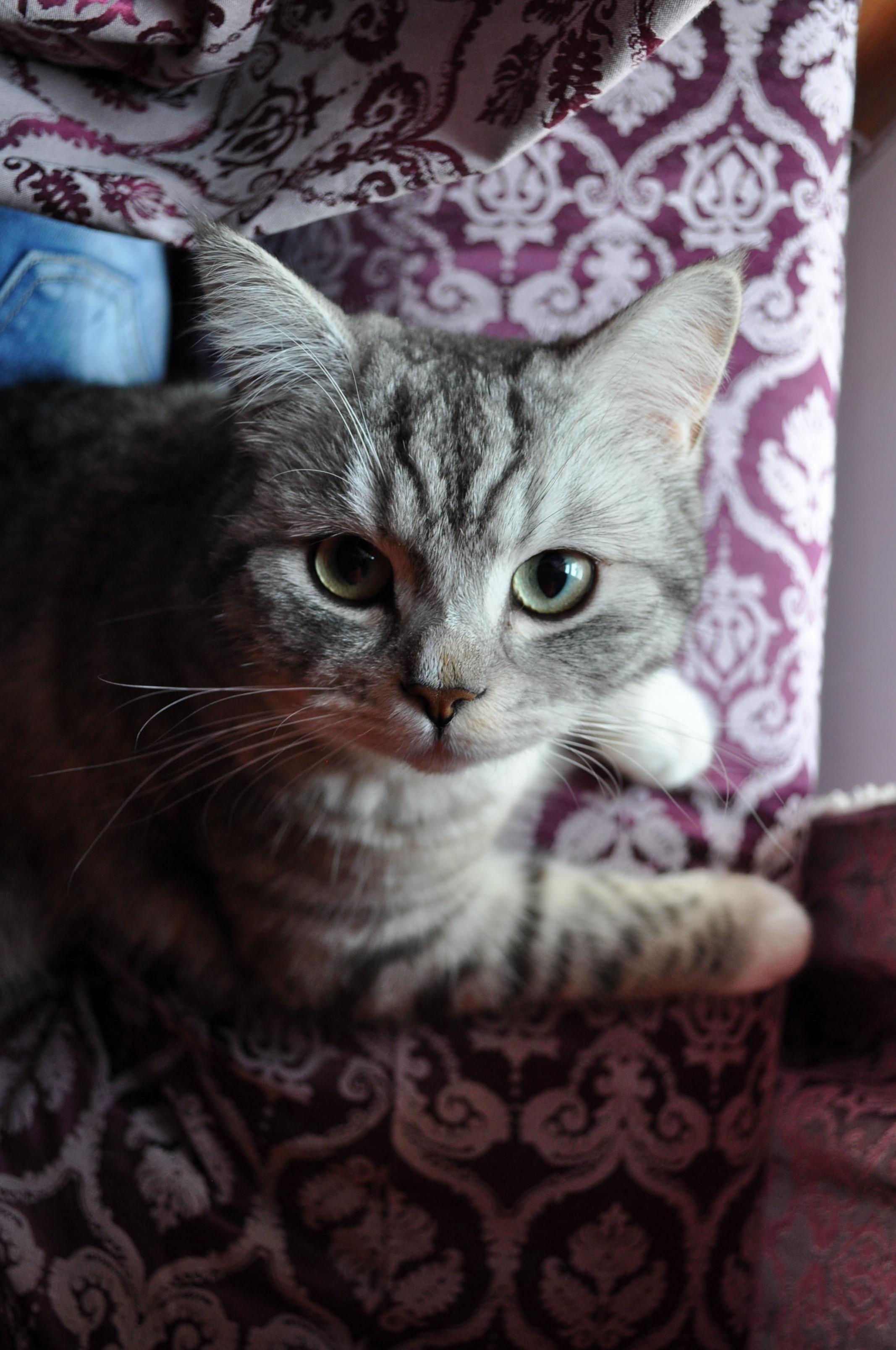 My Friend Has One of the Prettiest Cats I Ve Had the Pleasure of Meeting This Is Ziggy