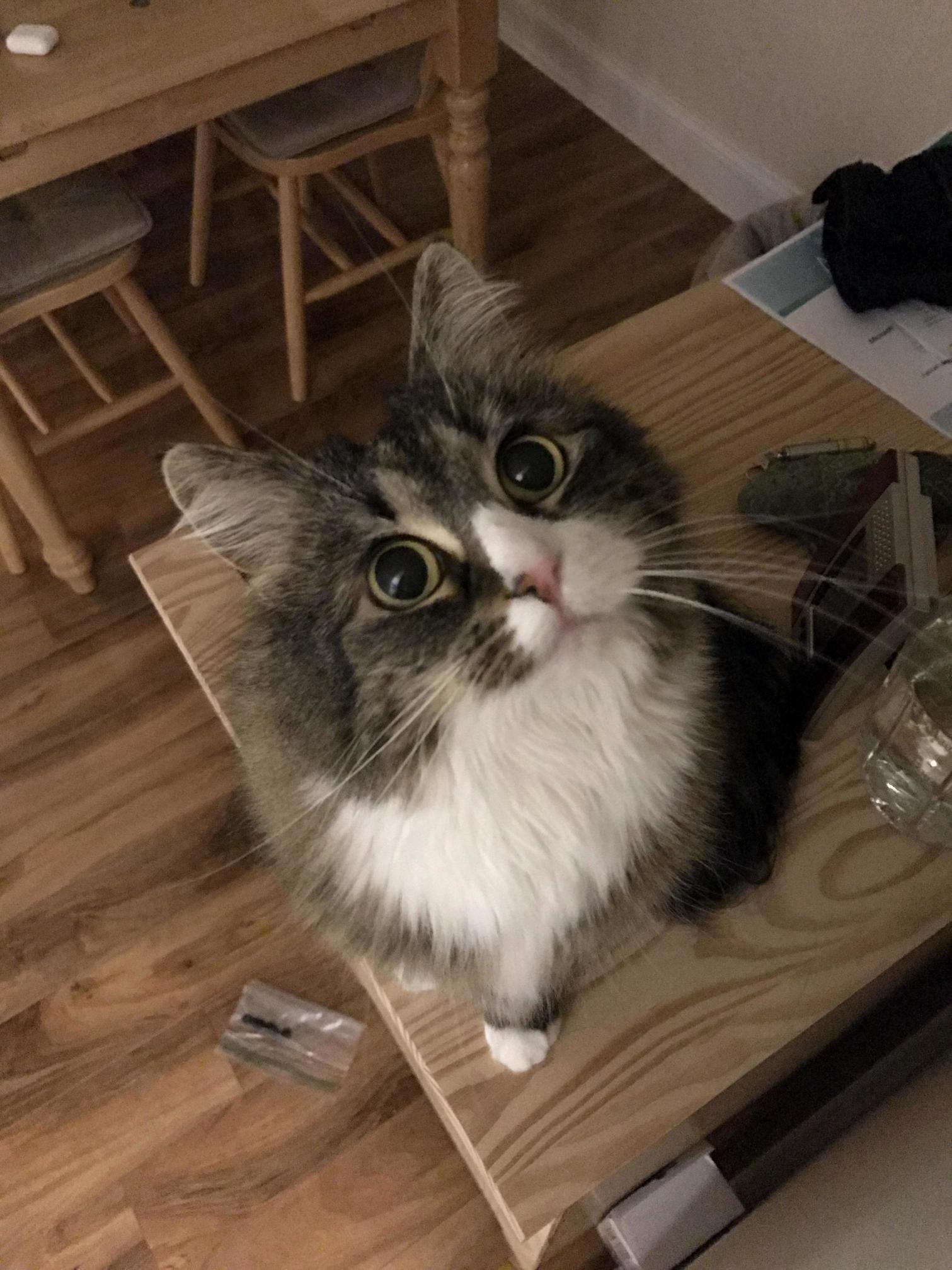 My Friend Joes Majestic Floof Ellie