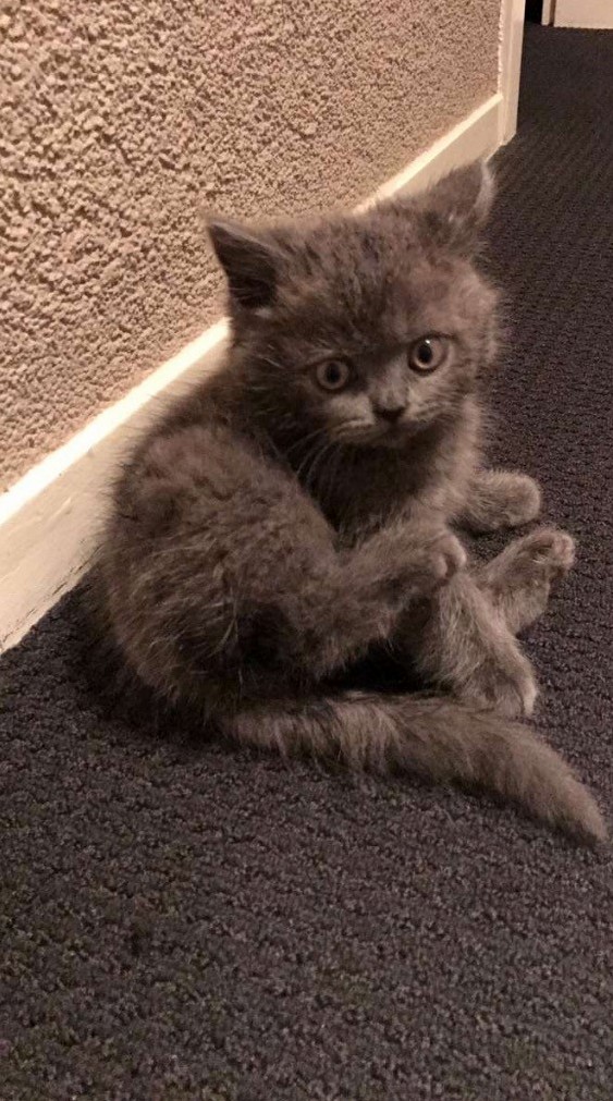 My Friends 8 Week Old British Shorthair Kitten