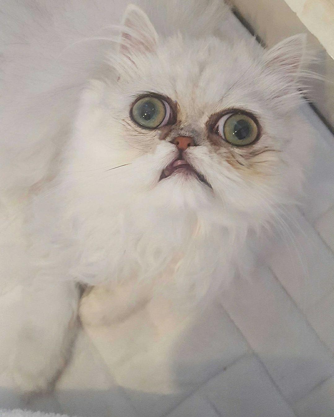 My Friends Cat Has an Interesting Look
