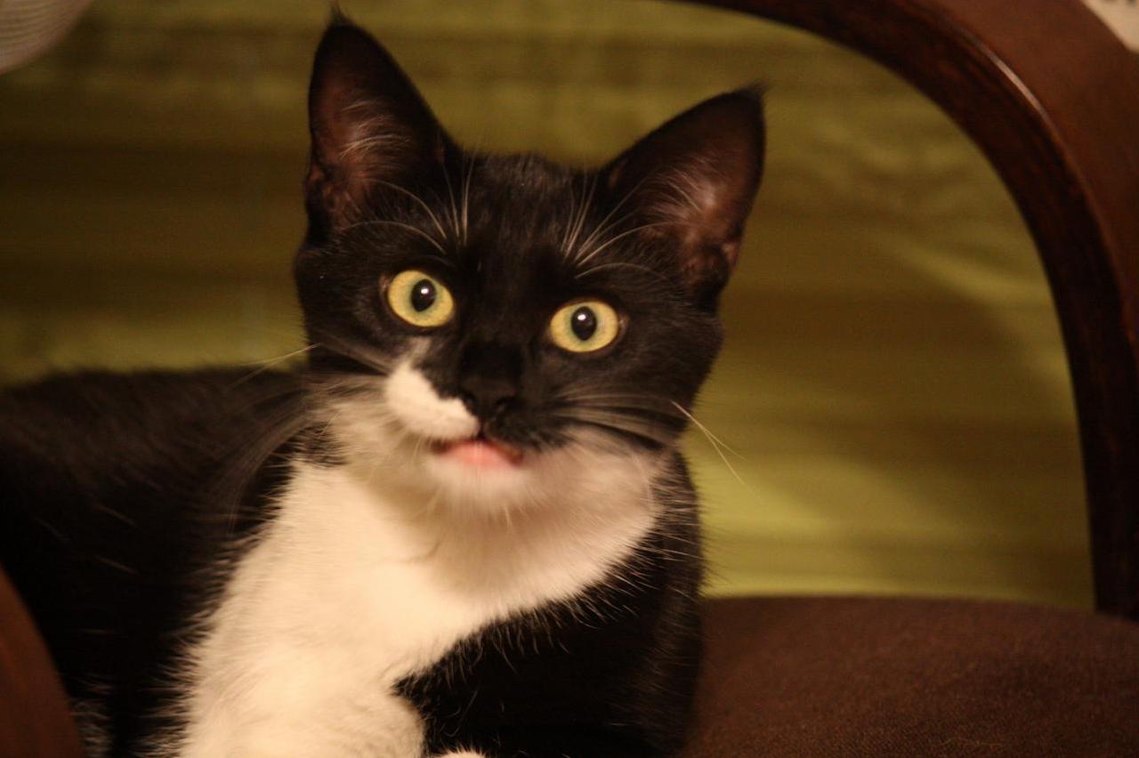 My Friends Disgusted Cat