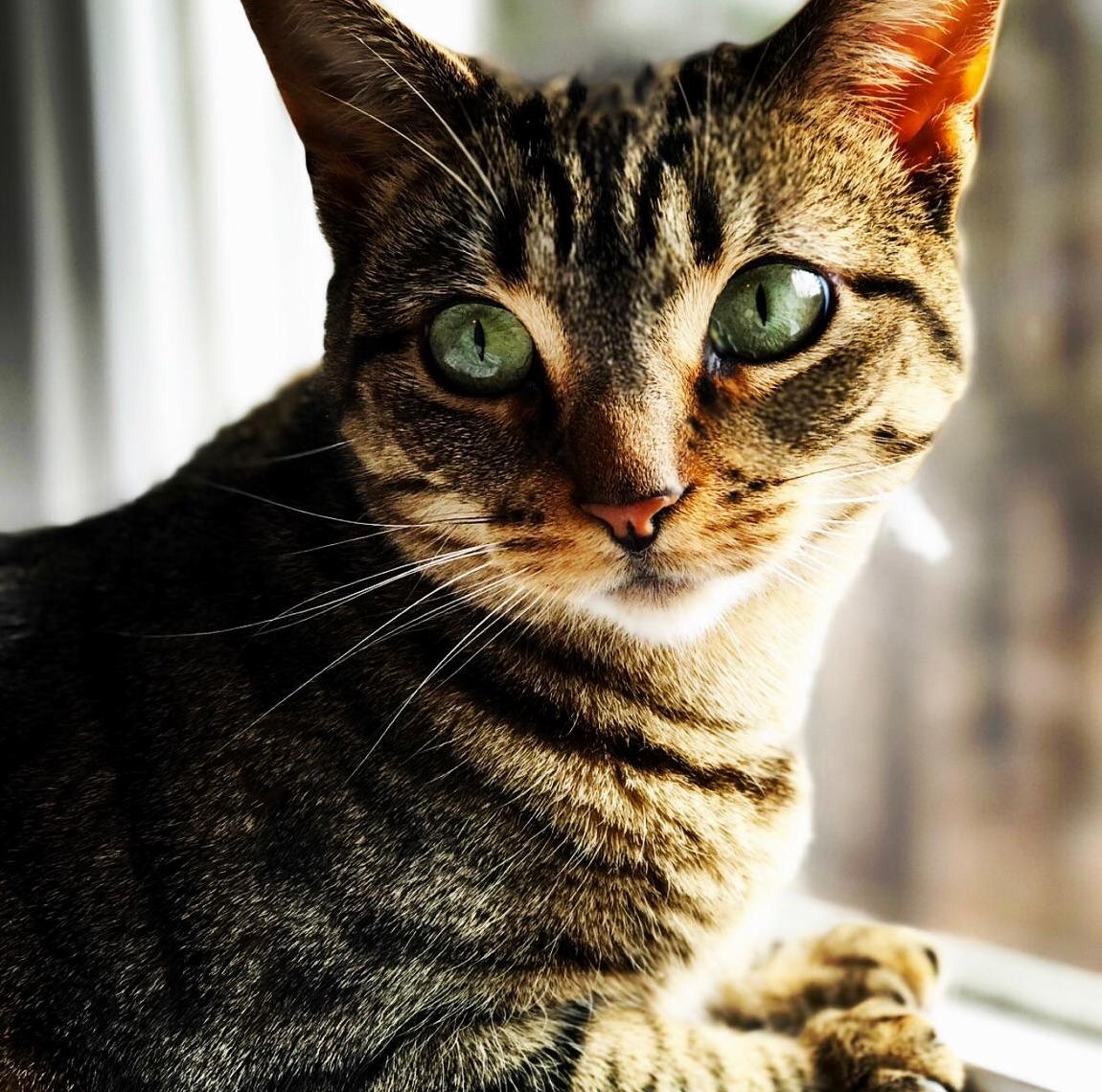 My Friends Photogenic Cat