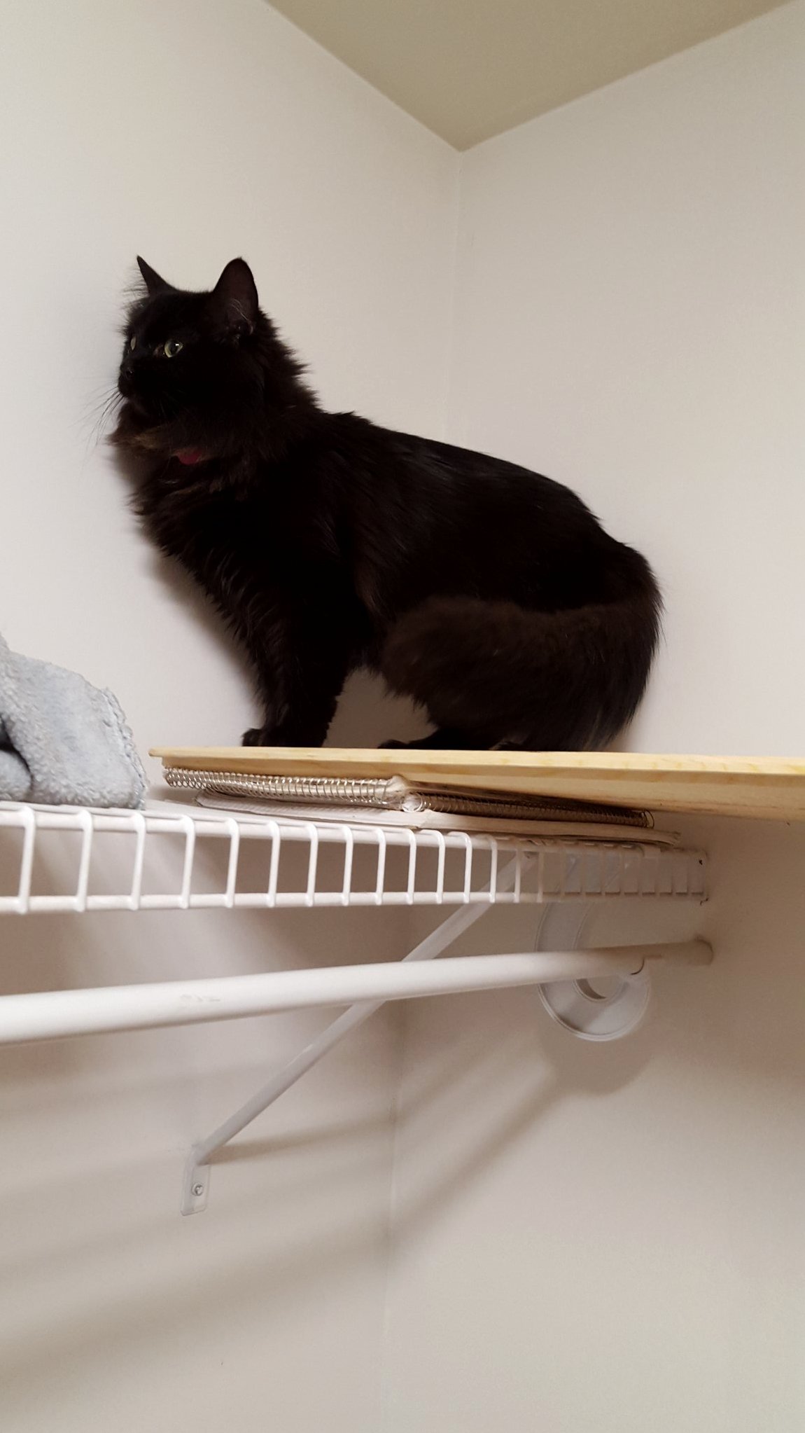 My Friends Roommate Got a New Cat. Her Name Is Raven.
