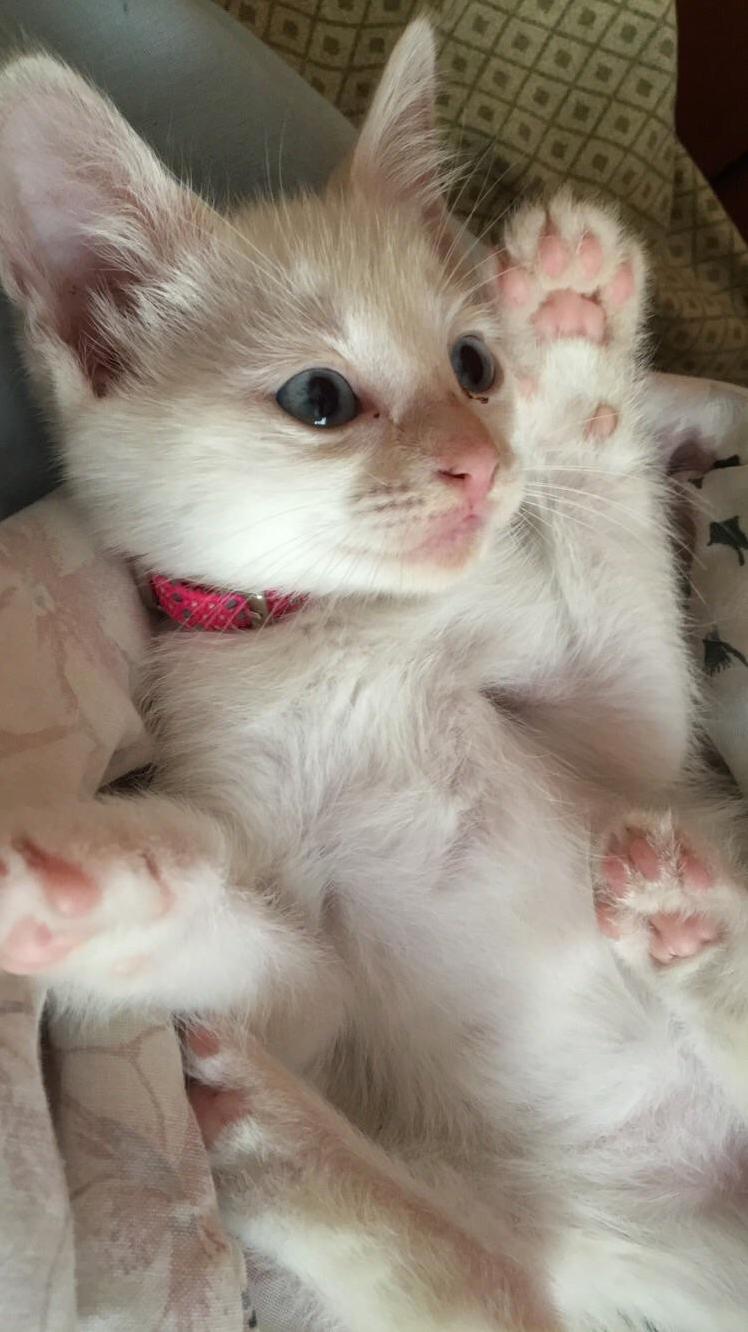 My Friends Super Adorable Kitten