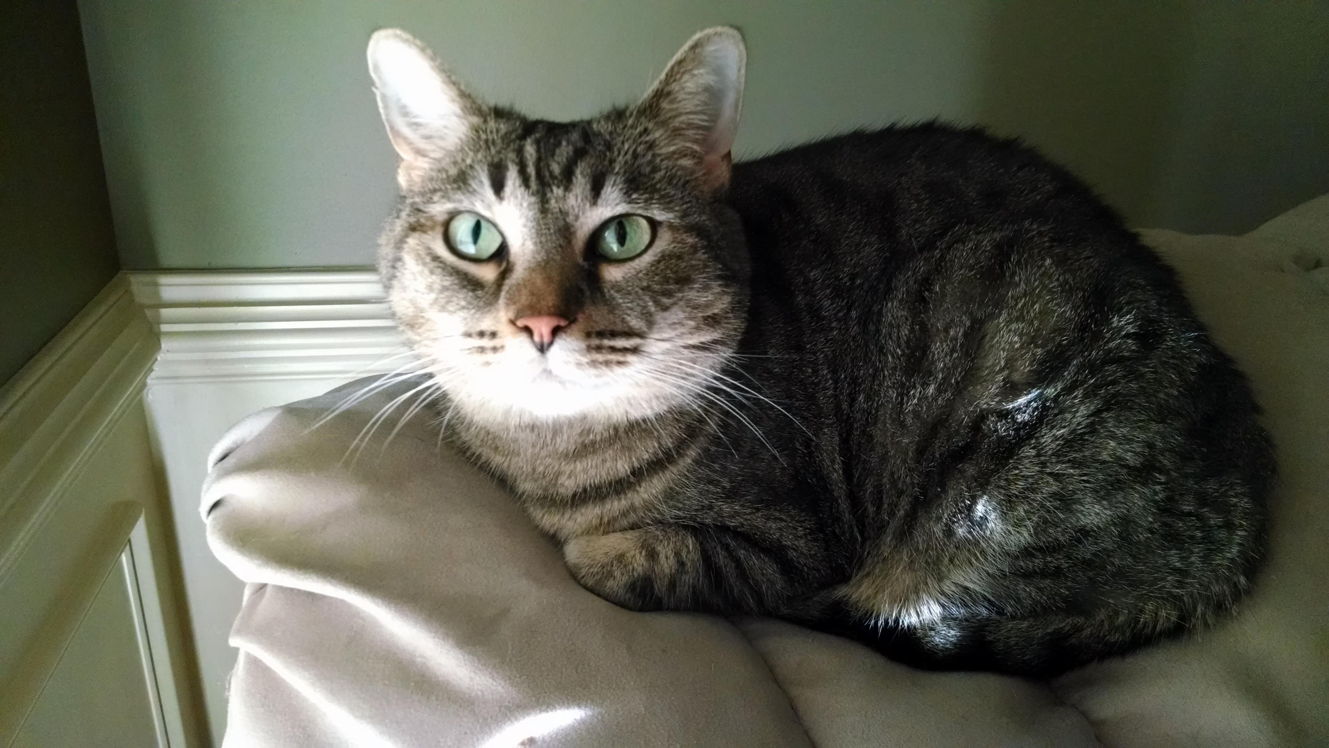 My Gentle and Loyal Cat of 10 Years Died Today After a 2 Week Illness. I Ll Miss You Princess.