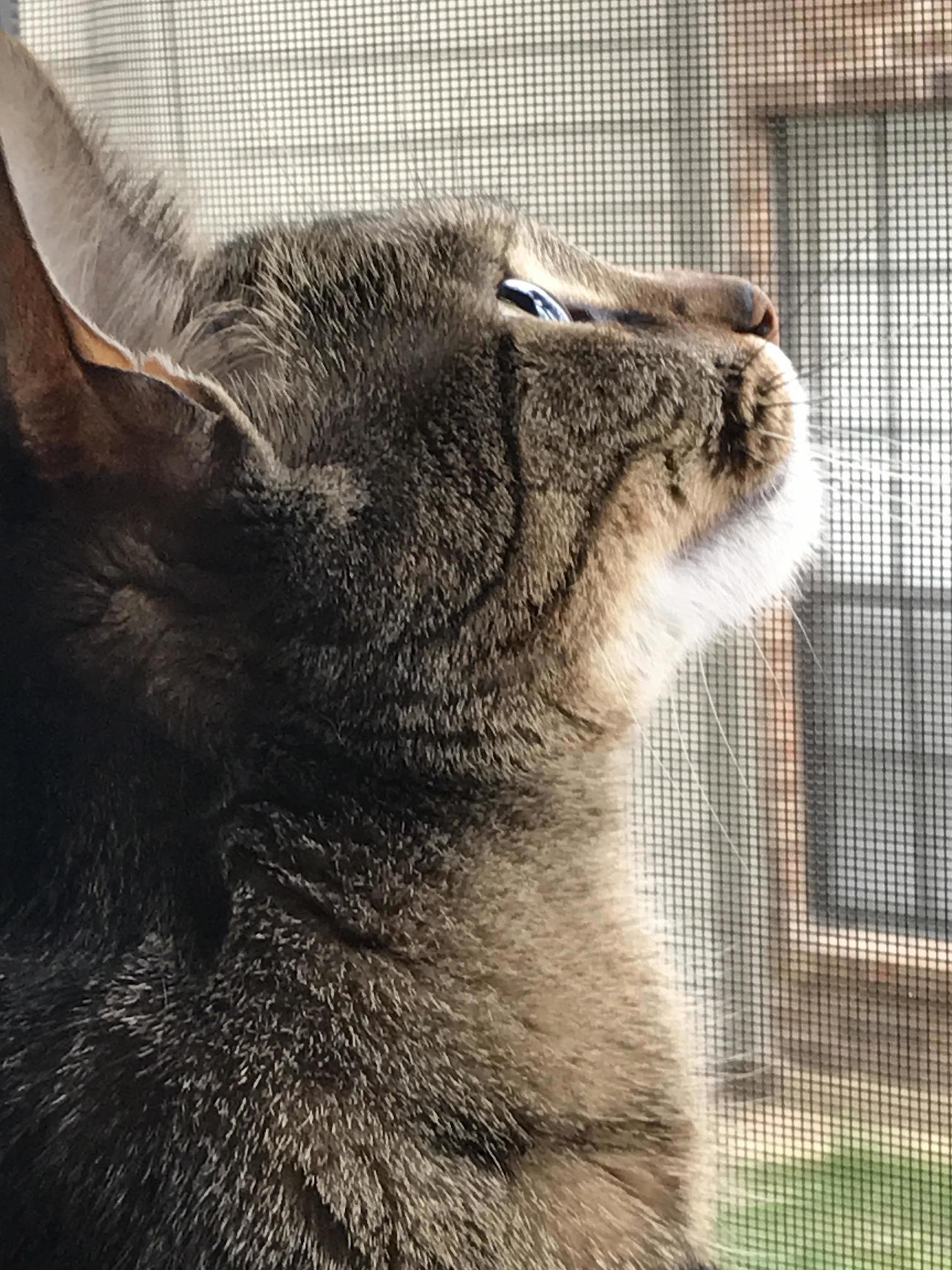My Girl Fixated on a Squirrel.