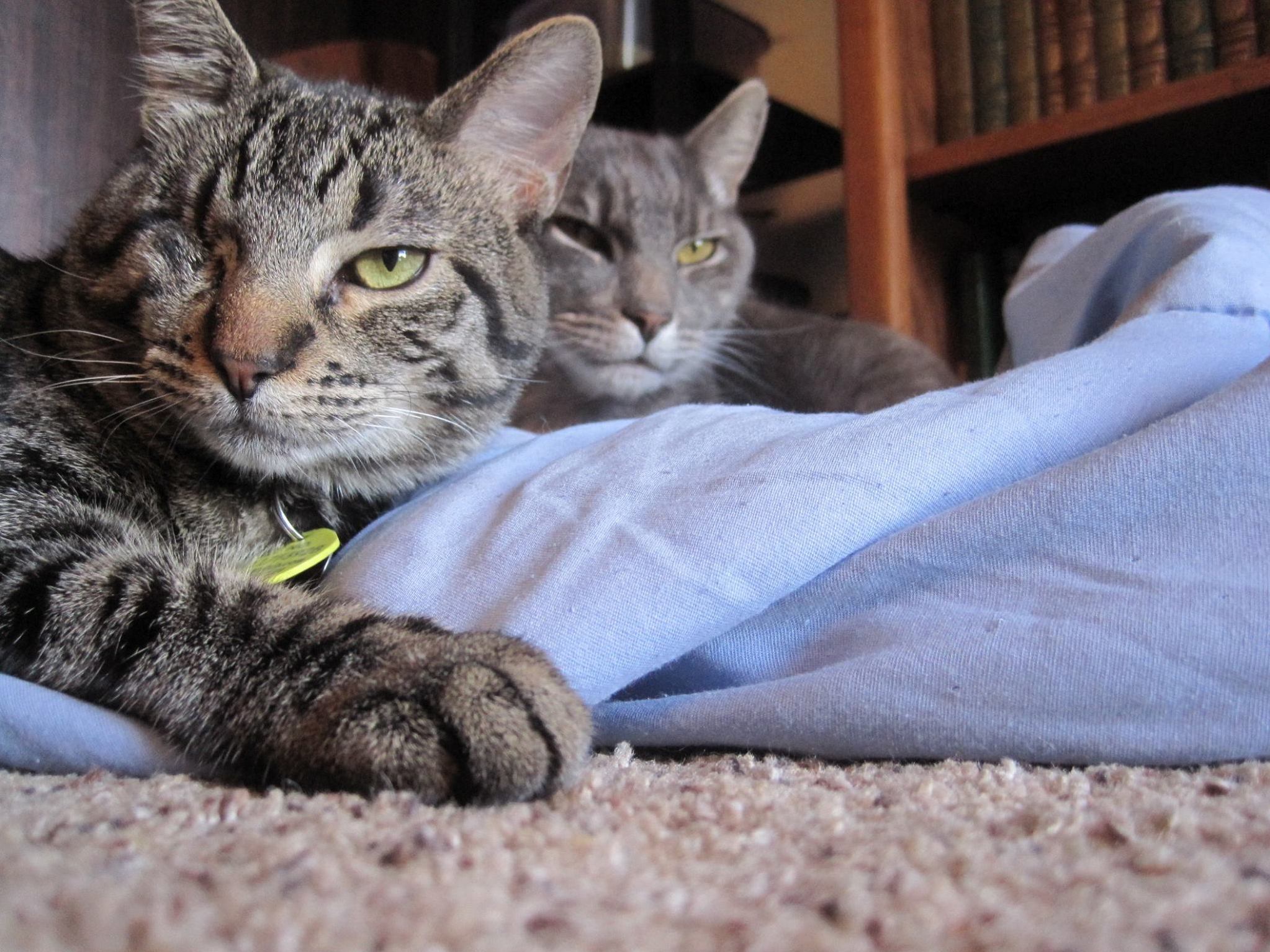 My Green and Gold-eyed Best Friends