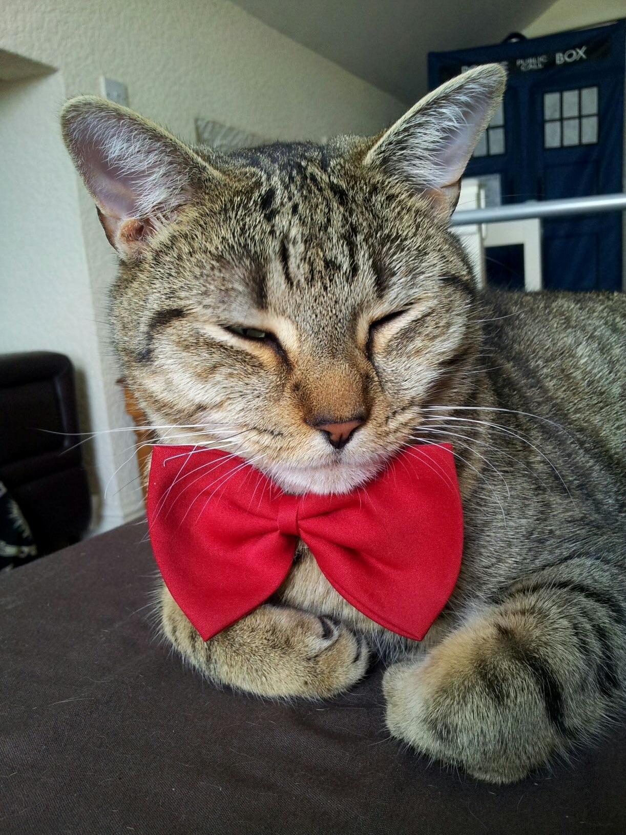 My Handsome Boy.. Bow Ties Are Cool