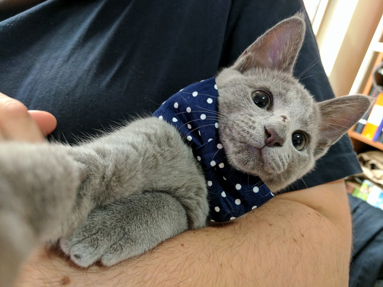 My Kitten All Dressed Up for a Selfie