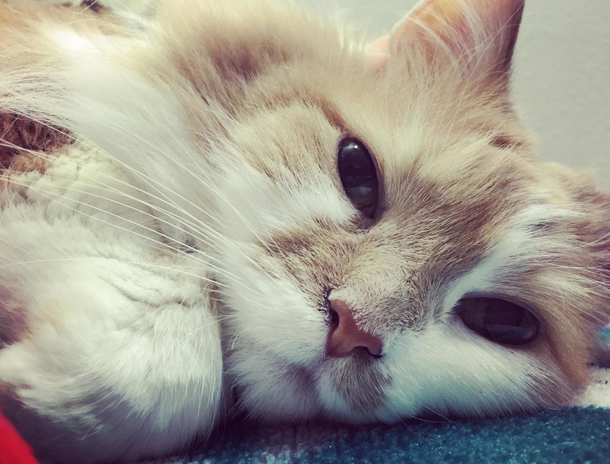 My Lemon. Asthmatic Ibd Herpes Infested Overweight Obsessive Licking Almost Diabetic. and I Wouldnt Trade Her for the World