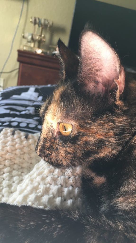 My Lil Nut Bastet