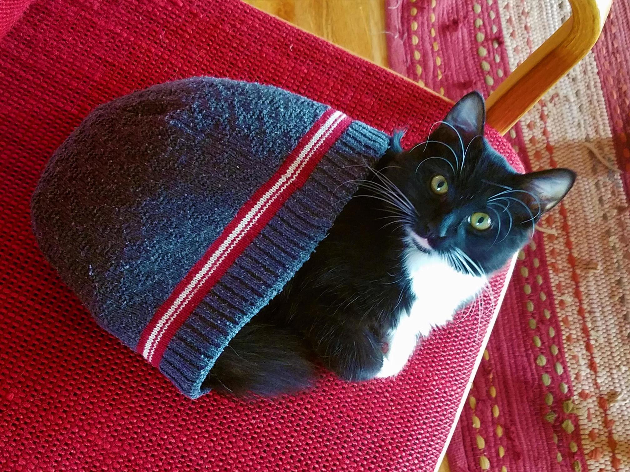 My Limited Edition Cat in the Hat Beanie Baby