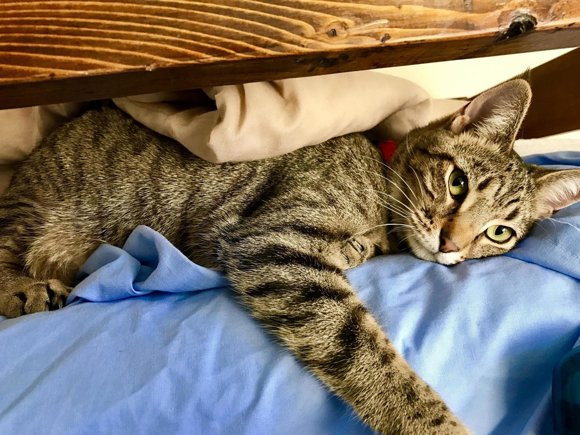 My Little Emerald
