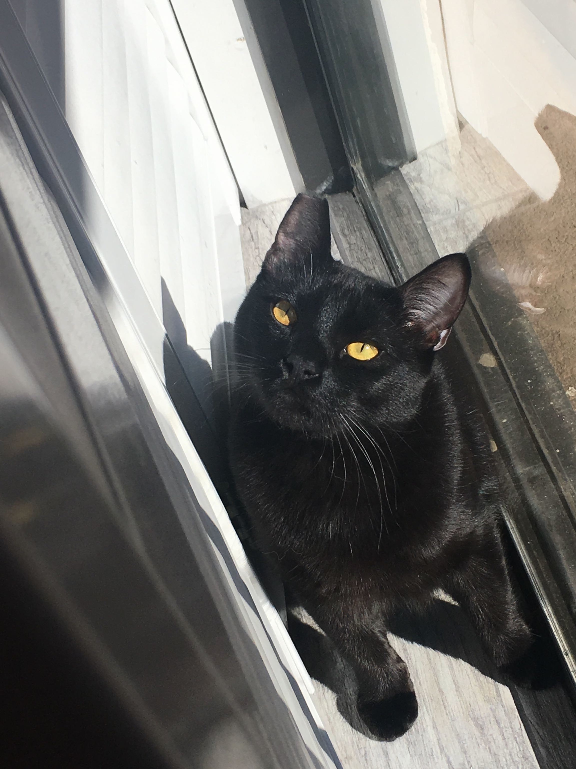 My Little Man Crawled Between the Window and the Shutters to Enjoy Some Warm Sunshine