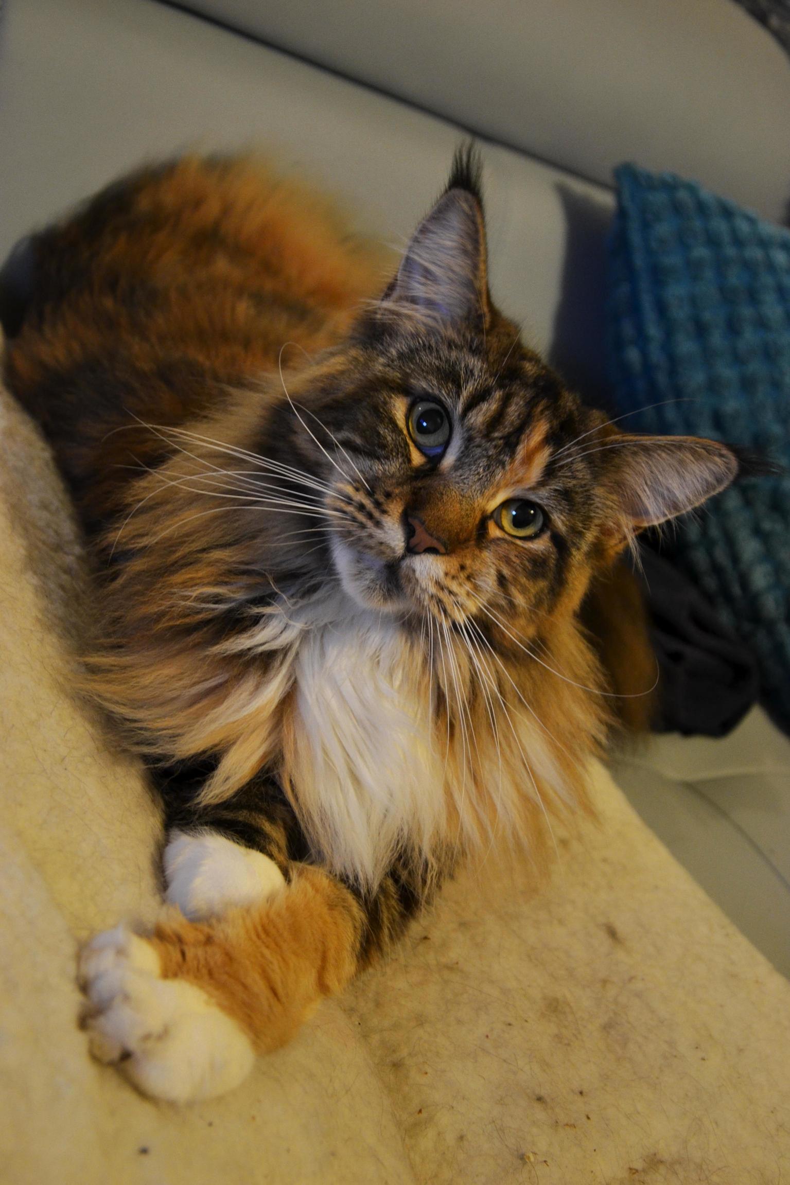 My Little Munchkin Zyra