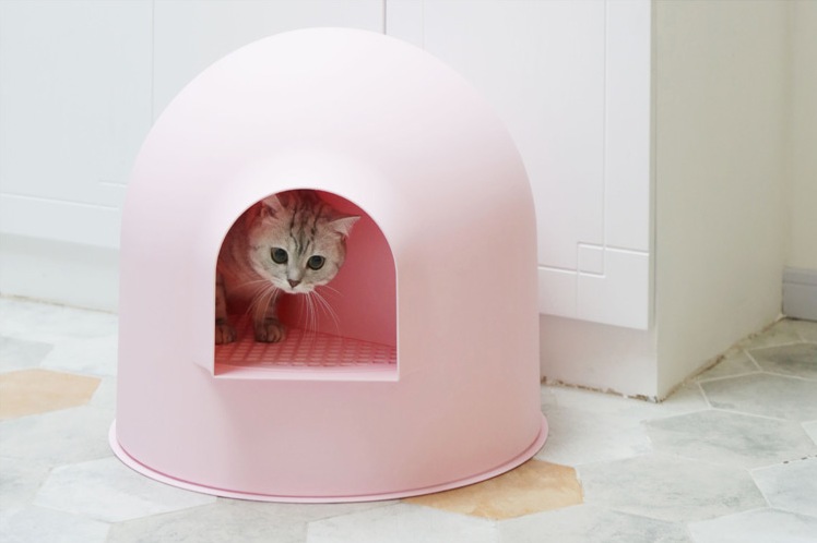 My Little Princess Was Shy and Then Retracted Her Igloo Cat Litter Box