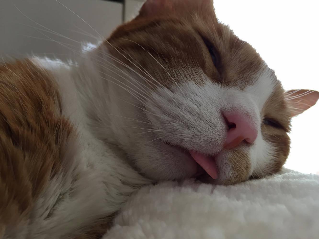 My Little Sleepy Blep