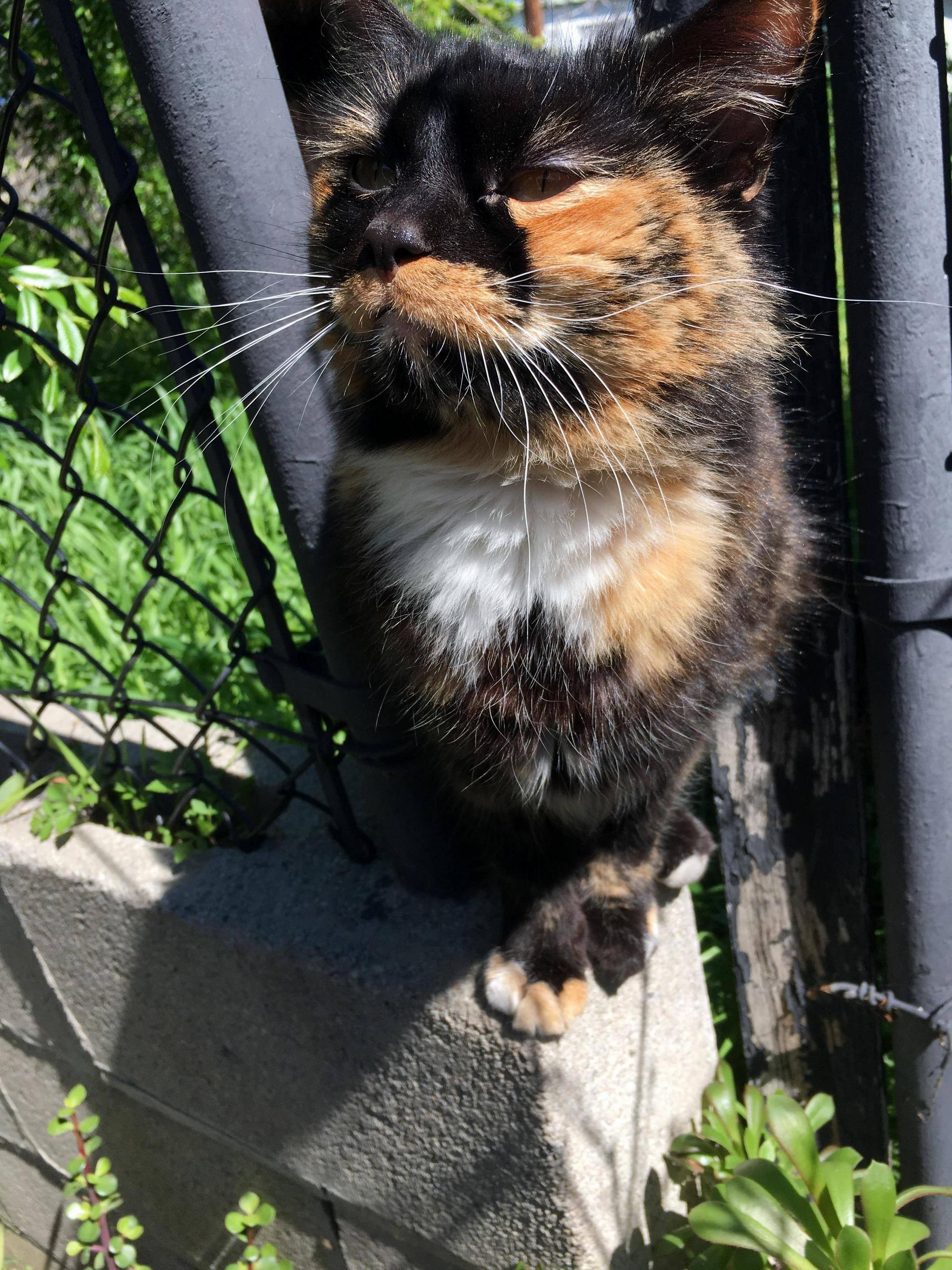 My Neighbors Cat Knows He Looks So Majestic