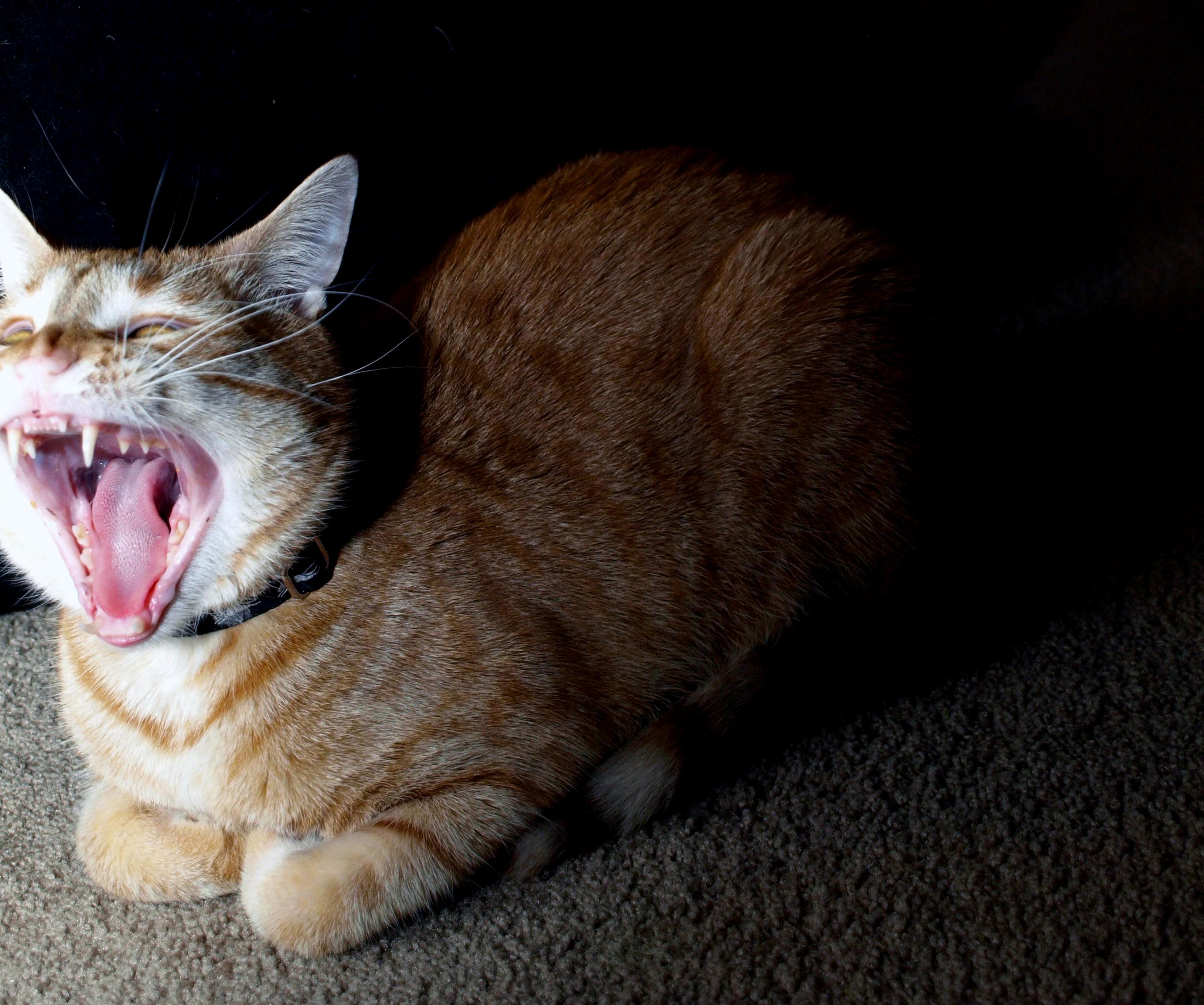My New Cat Milo Was Getting Tired of His Picture Being Taken