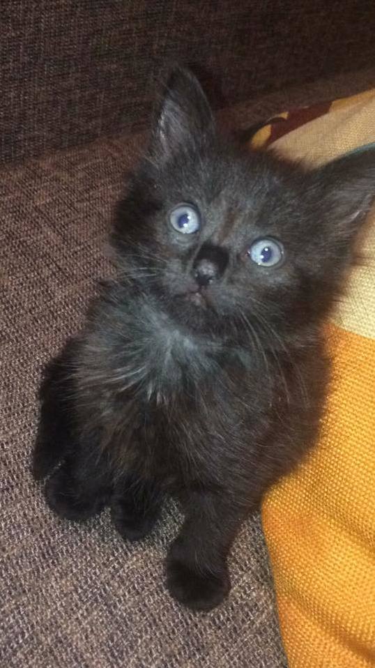 My New Kitten Shadow He Is Snuggly and Cute