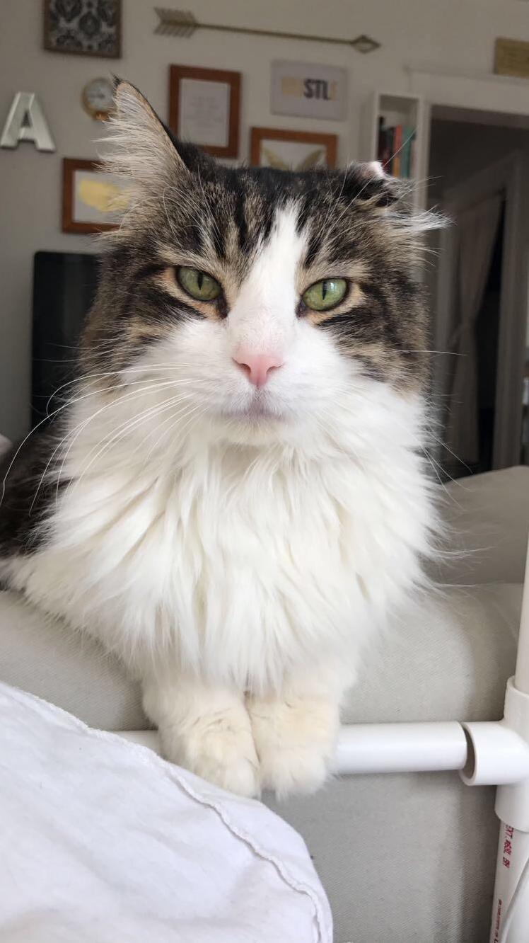 My One-eared Rescued Senior Cat Pepper