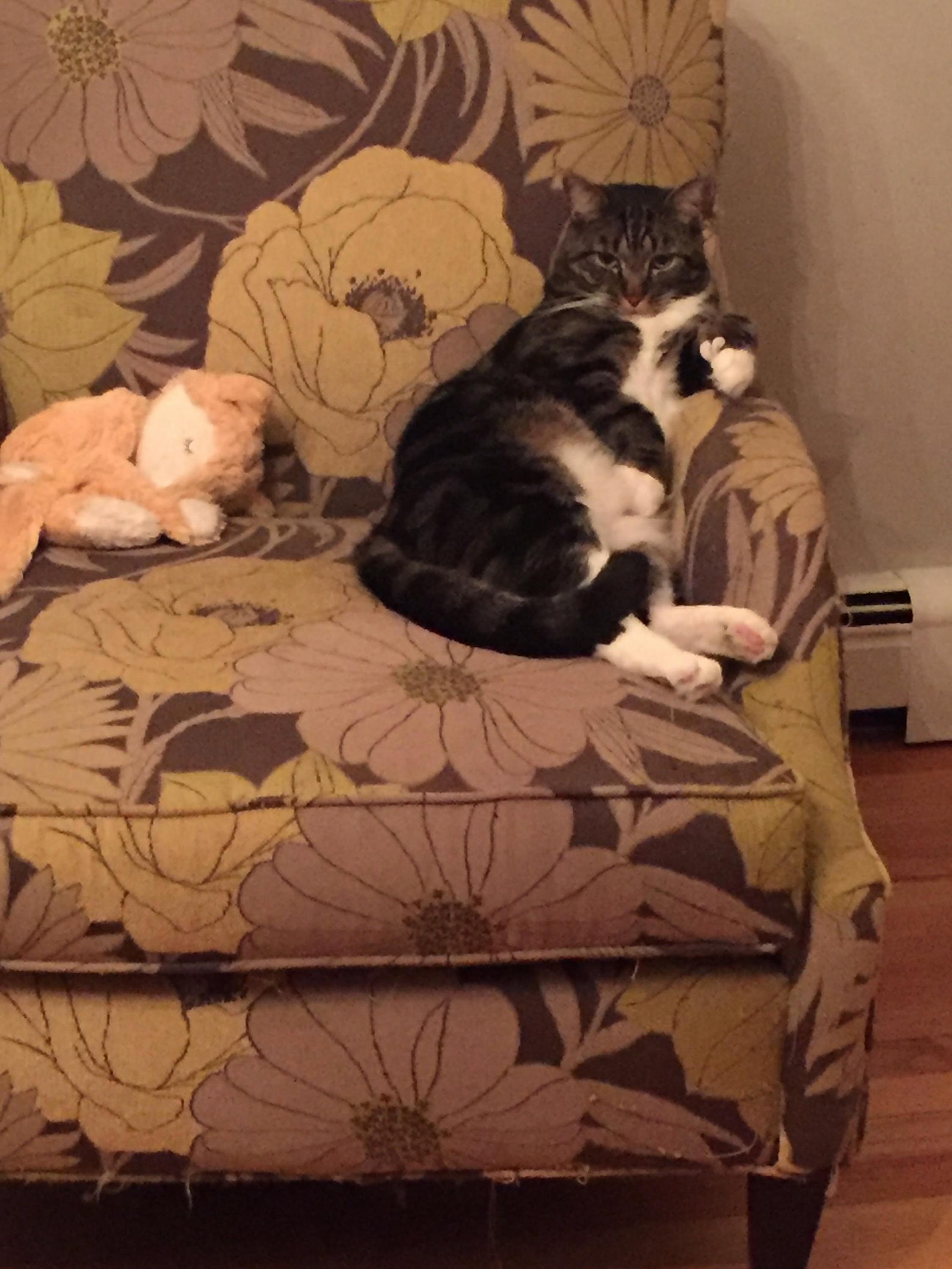 My Parents Cat Only Sits Like This