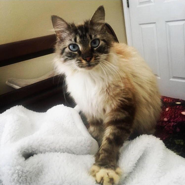 My Pregnant Rescue Cat