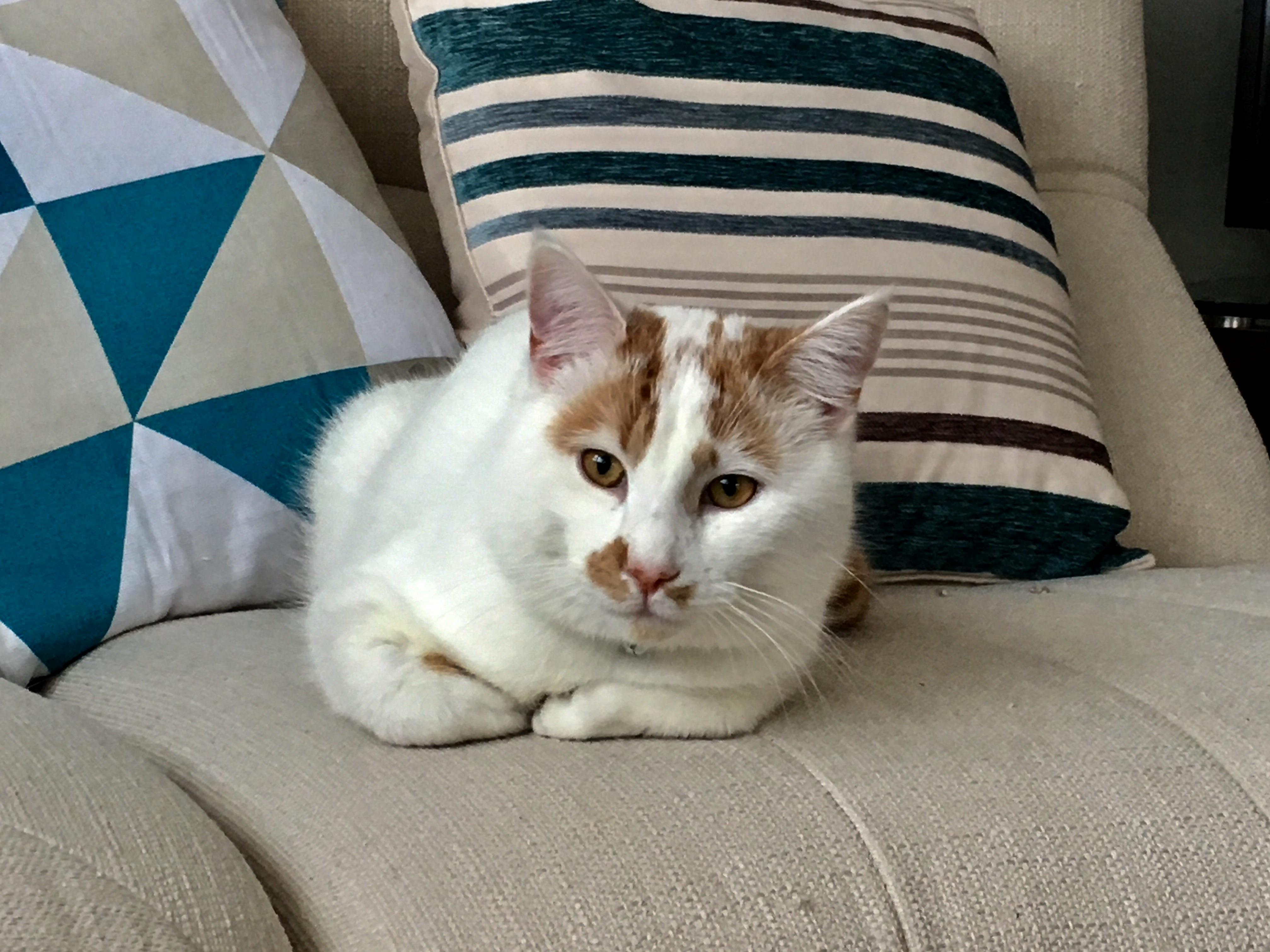 My Prettiest Kitty in All the Lands