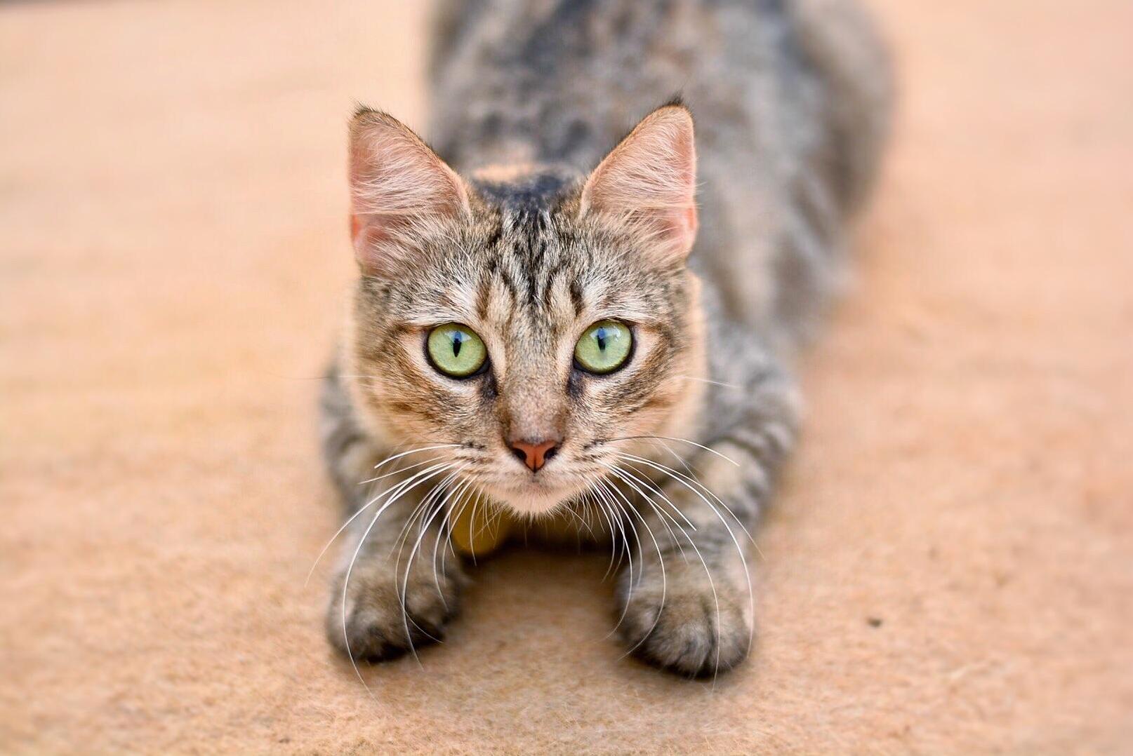 My Rescue Cat Before She Mysteriously Got Fluffy
