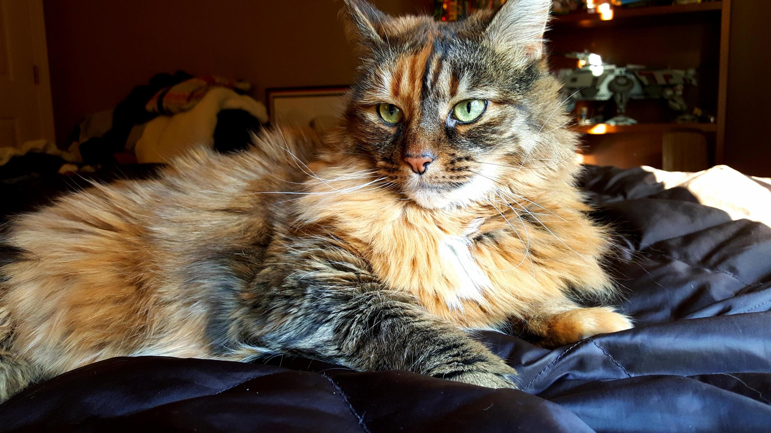 My Shy Maine Coon Mutt M M