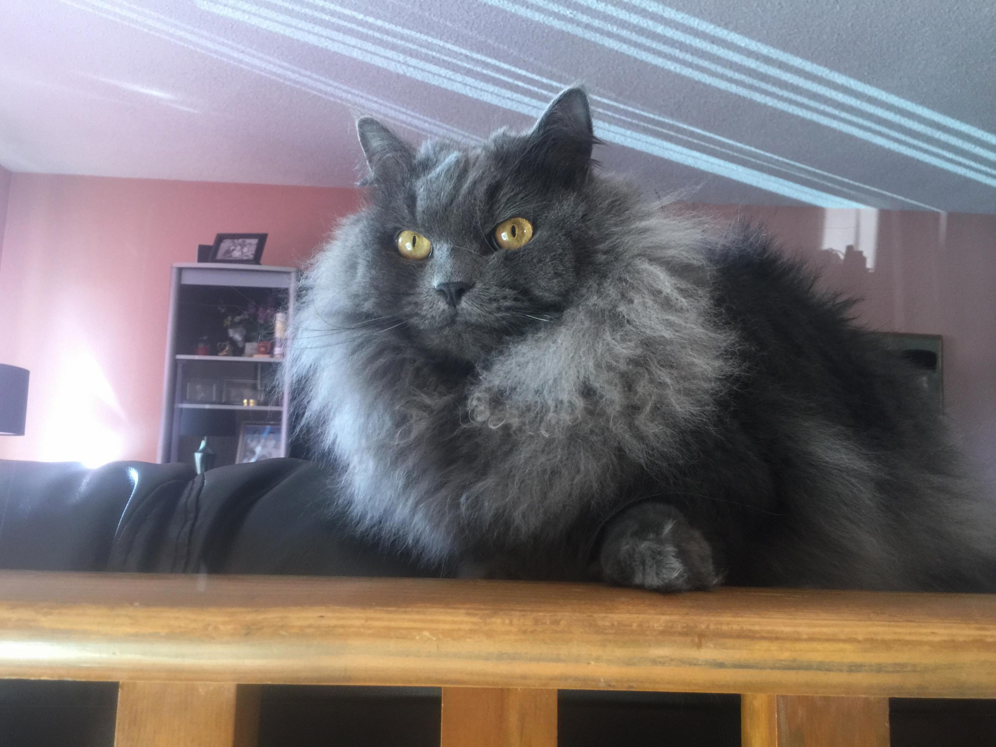My Sisters Cat Hiccup Looks Like Hes Preparing to Attack One of the Seven Kingdoms.