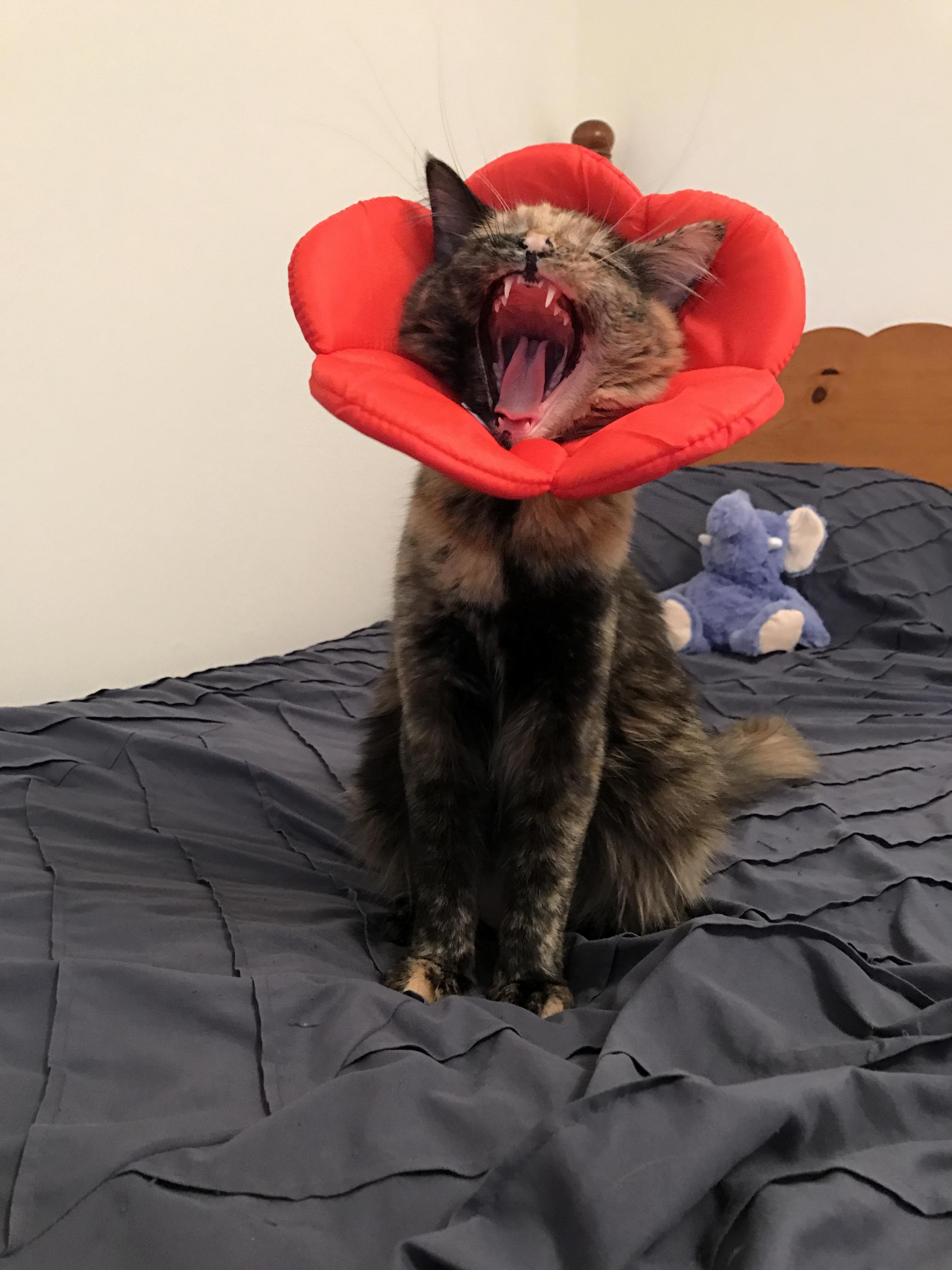 My Sleepy Little Flower