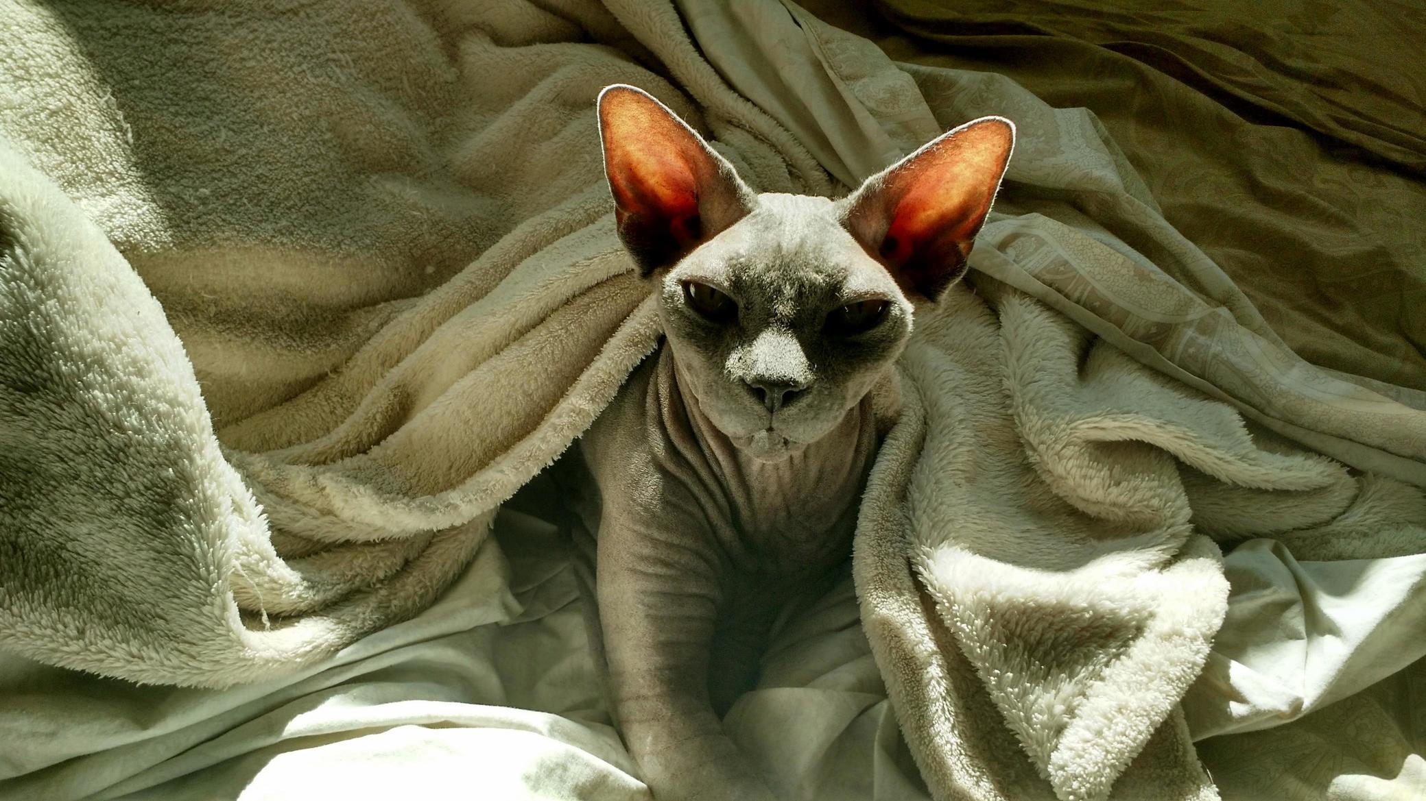 My Sphynx Went Down the Rainbow Road Yesterday