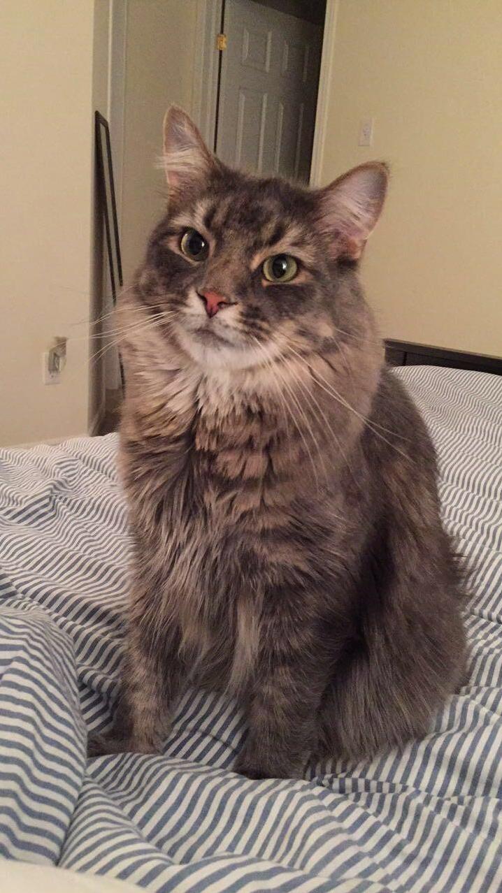 My Squishy Boris That Likes to Wake Me Up at 4 Am Every Morning.