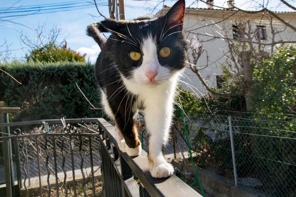 My Stray Buddy
