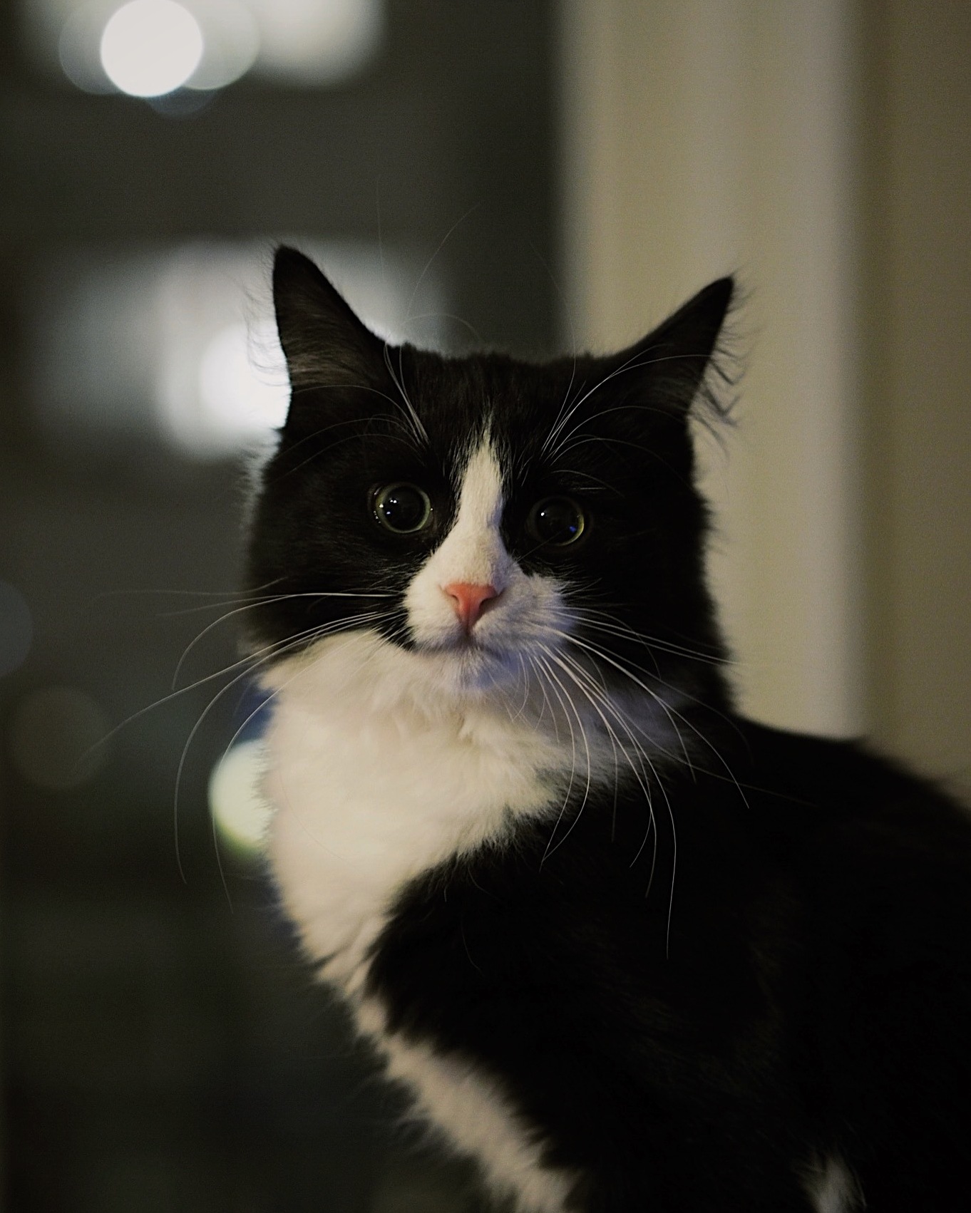 My Sweet 5 Month Old Siberian Captain Haddock