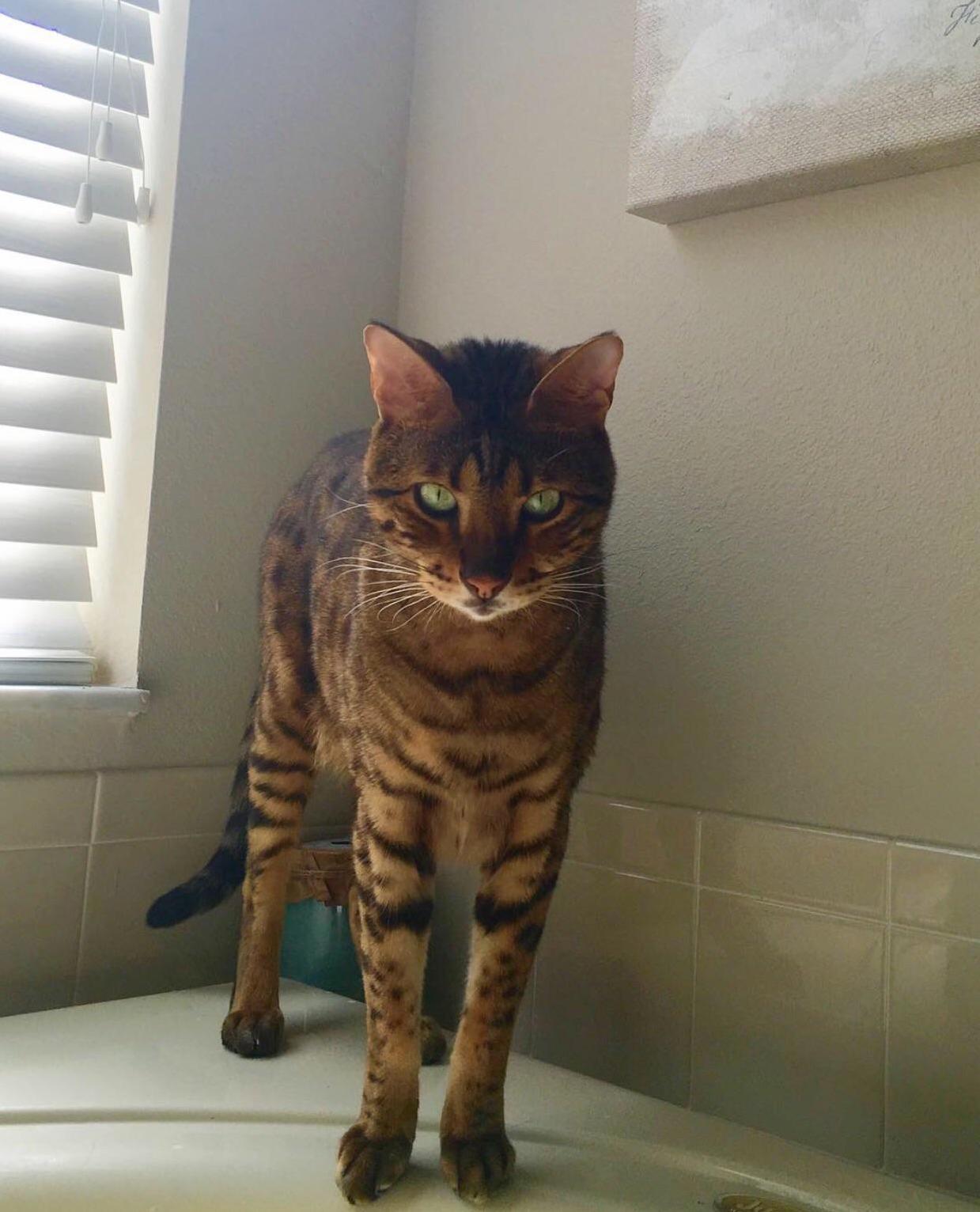 My Sweet Boy Has Purrty Green Eyes.