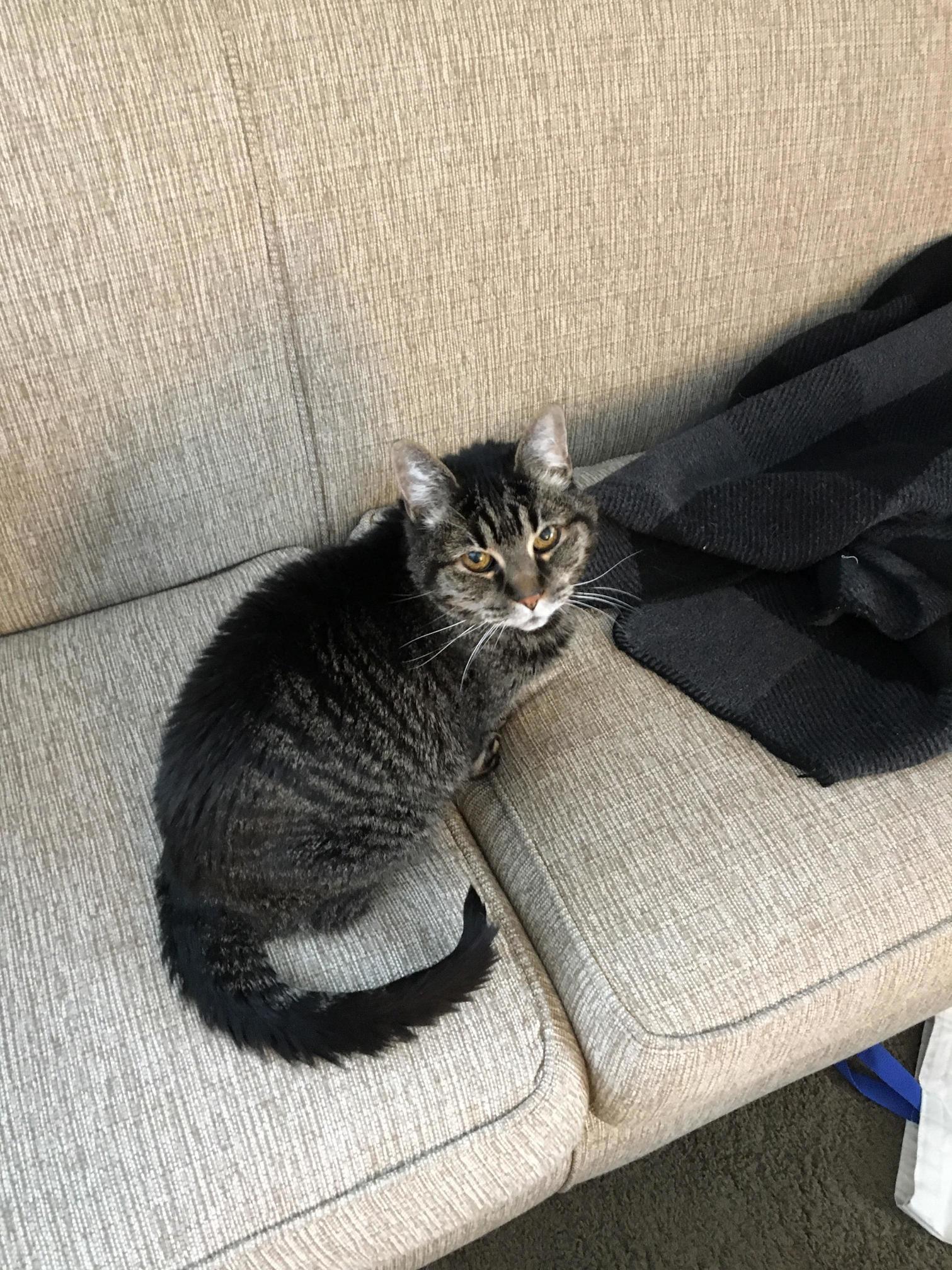 My Third Kitty to Pass Away in the Last Four Months I Ll Miss You So Much Indi.