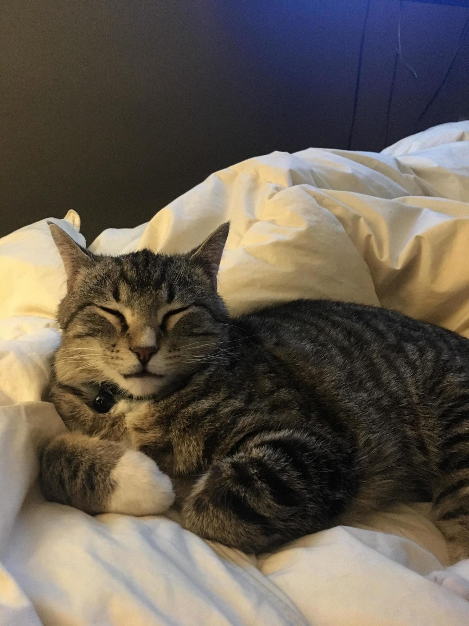 My Tubby Little Guy Bento
