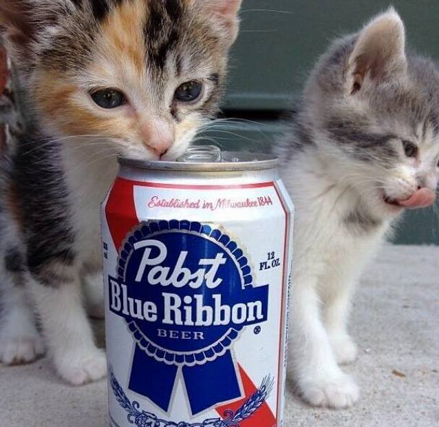 My Two Kittens Enjoying the Sub-par Things in Life