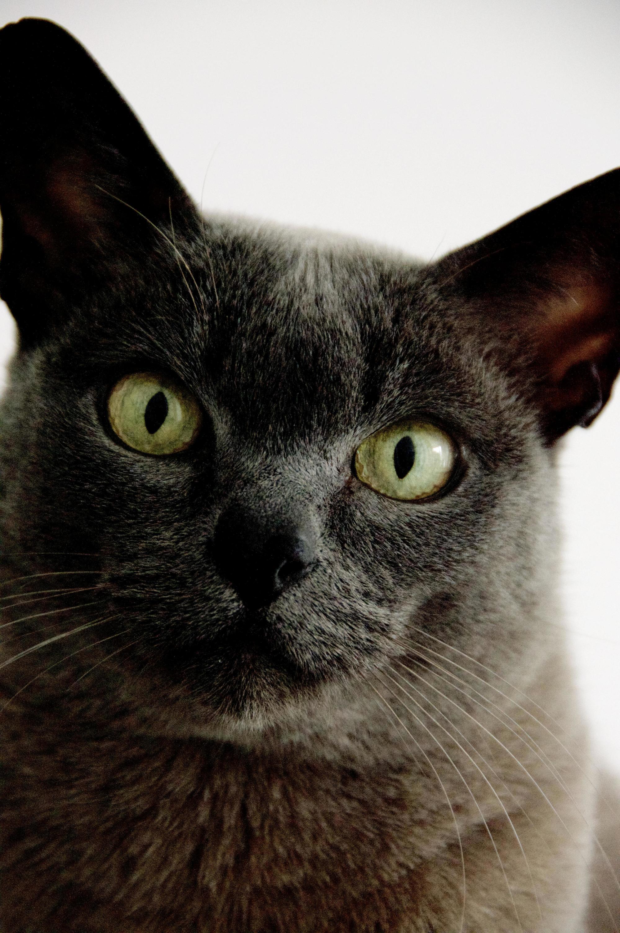 My Uncles Cat Only Stood Still for the Photo When I Held a Piece of Chicken Above the Camera